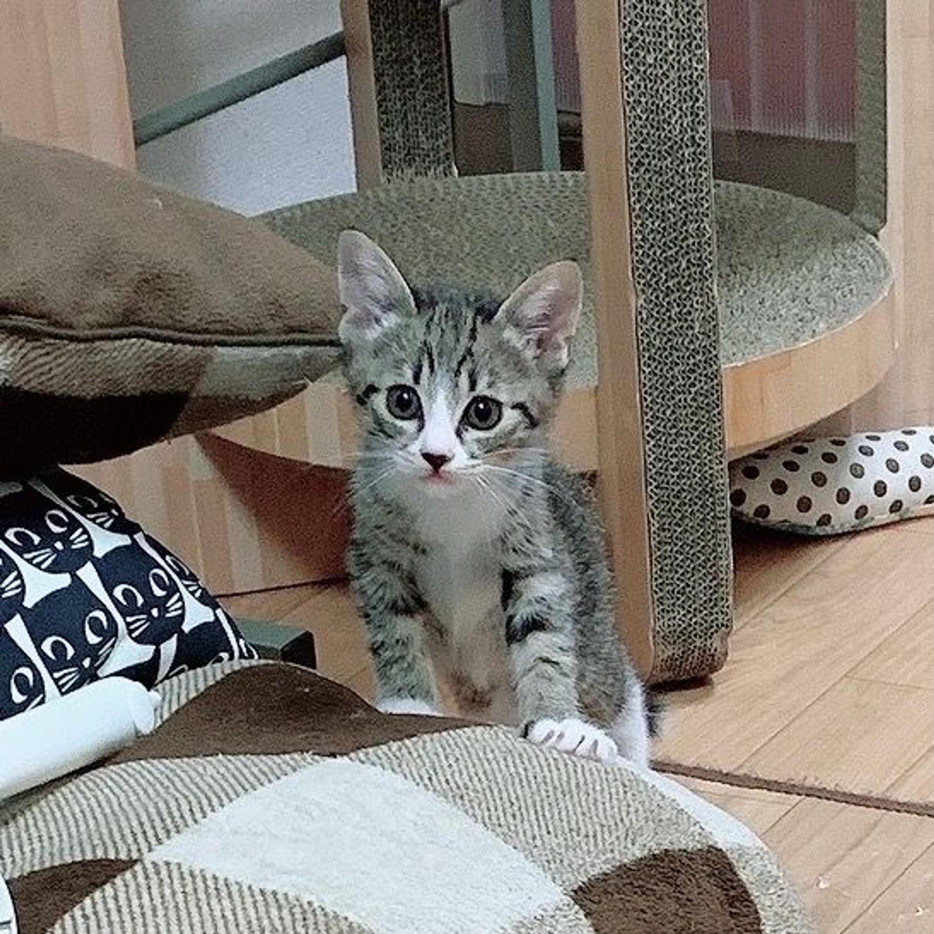 pet-image-2