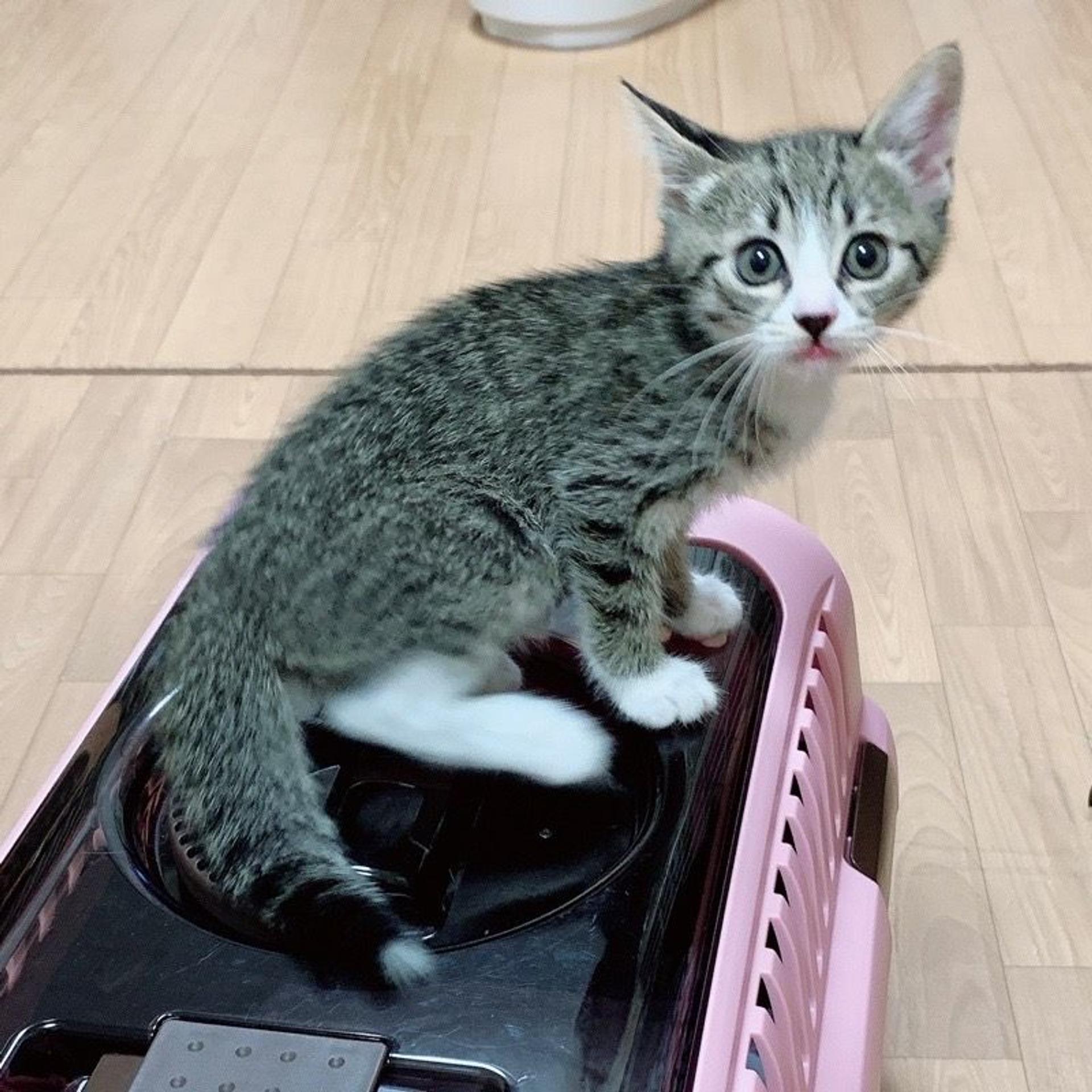 pet-image-4
