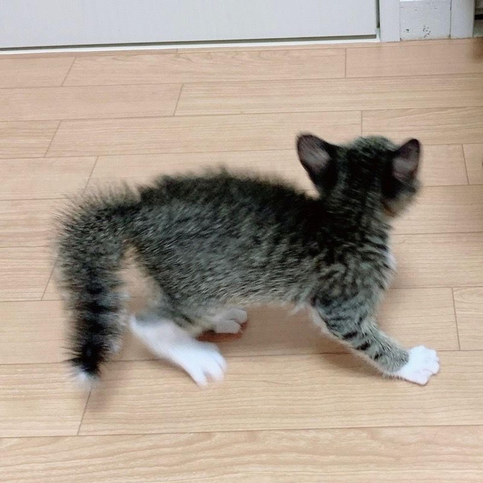 pet-image-6