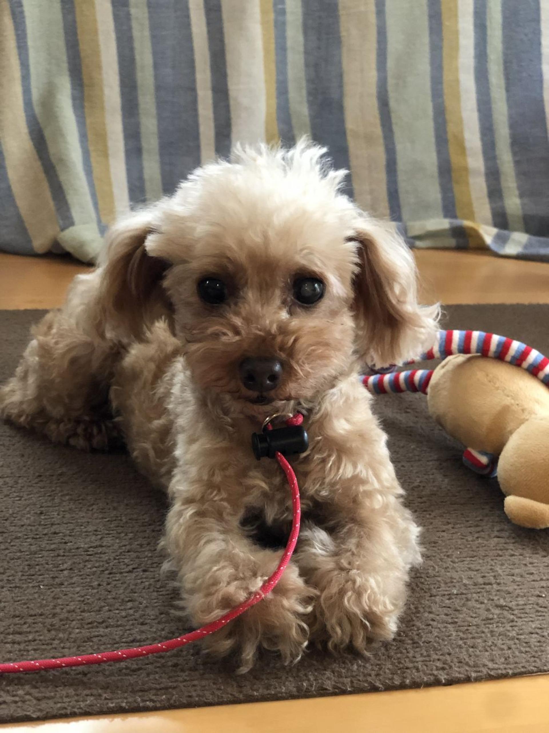 pet-image-3