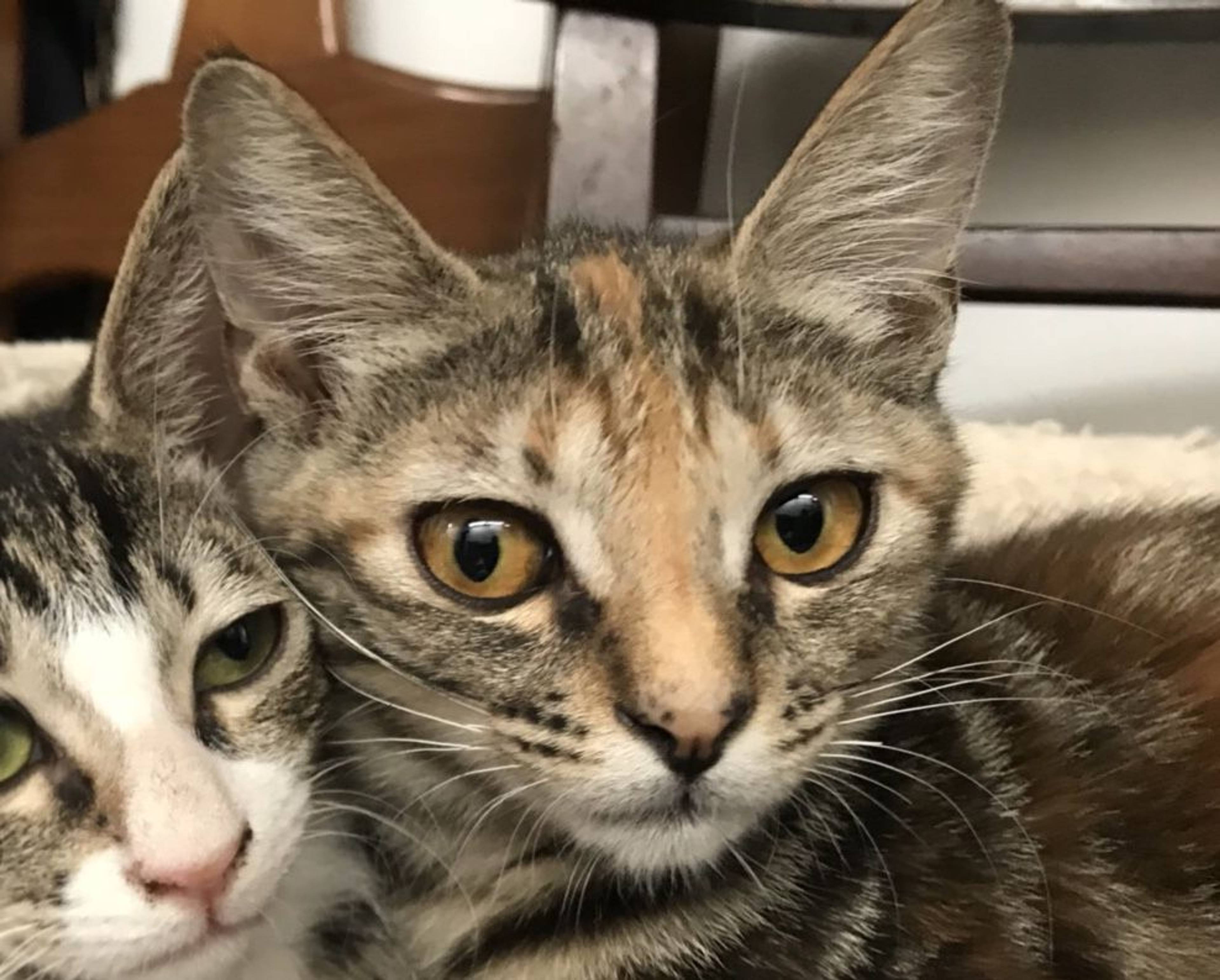 雑種（ミックス猫）・メスの里親募集の写真
