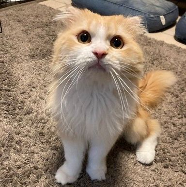 スコッチの写真