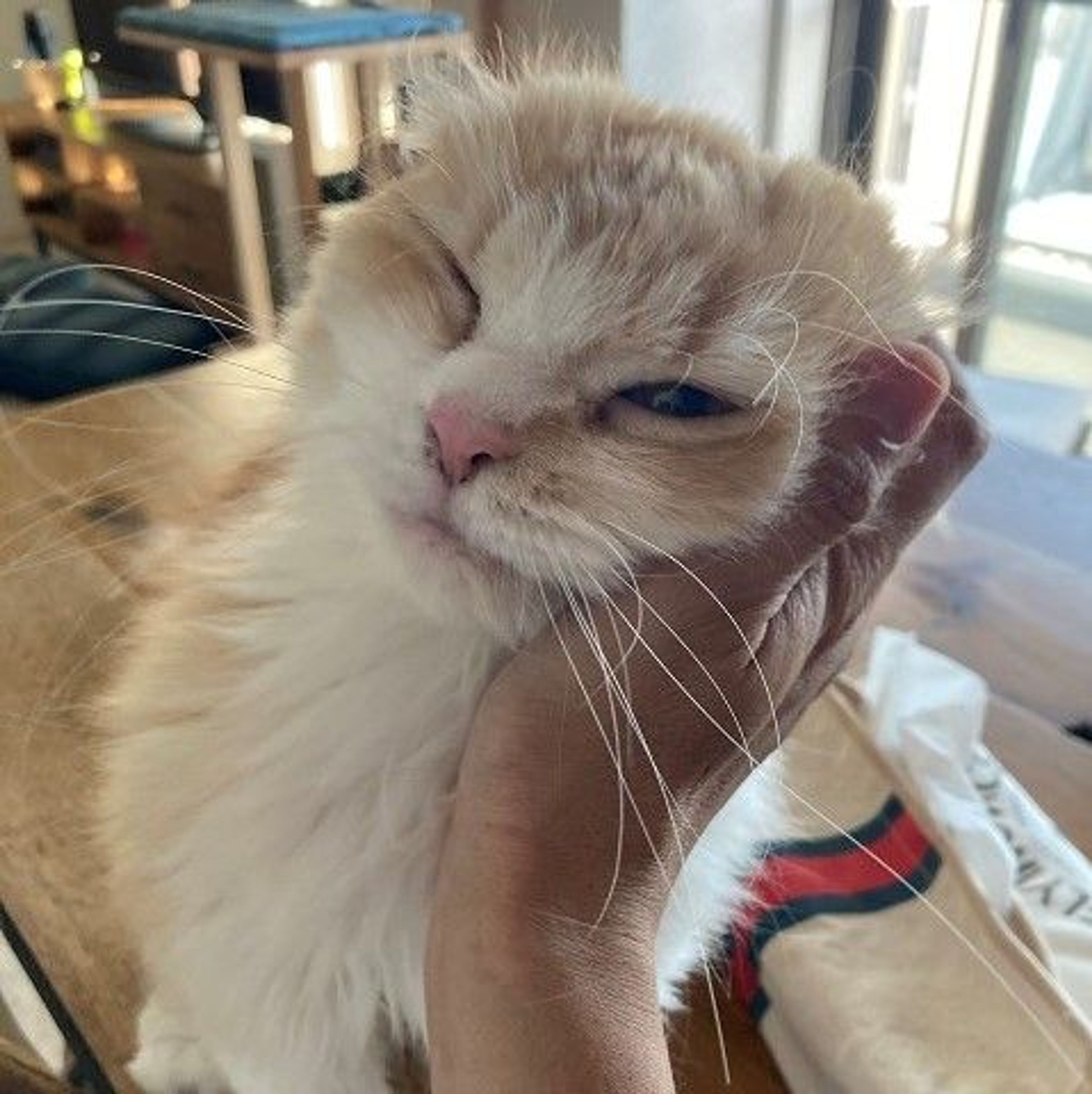 pet-image-3