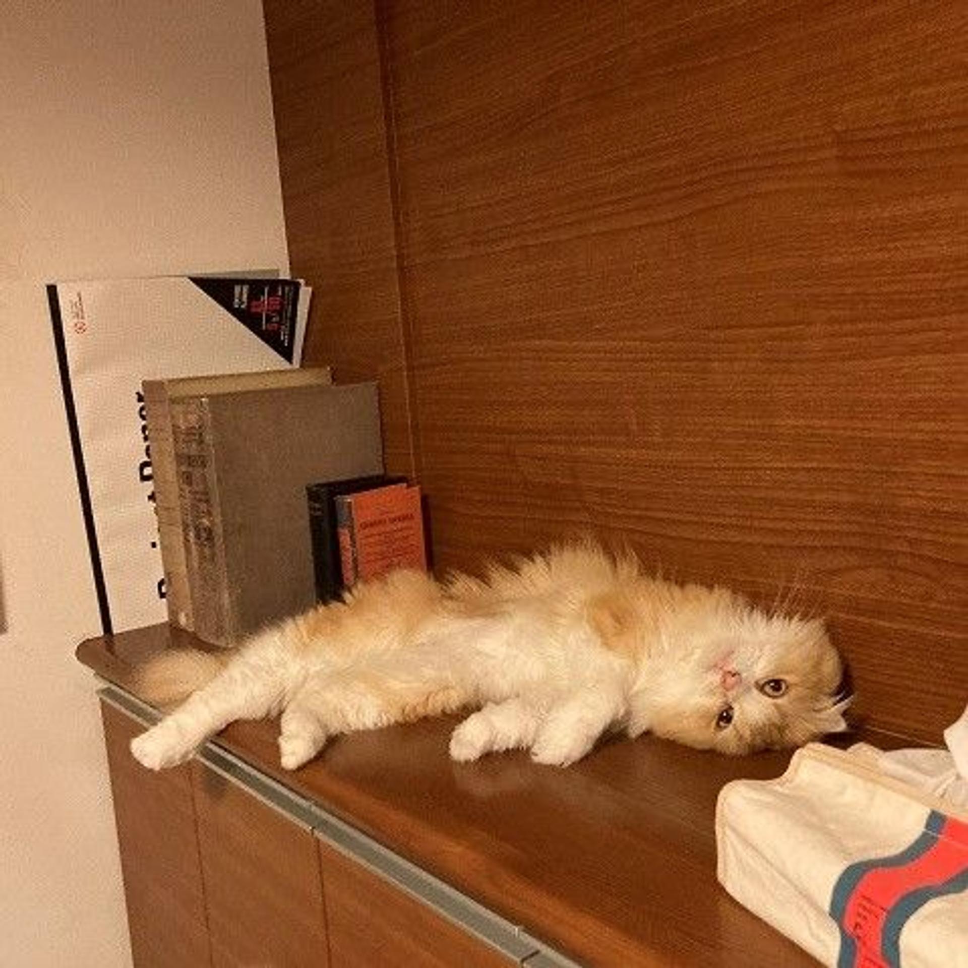 pet-image-4
