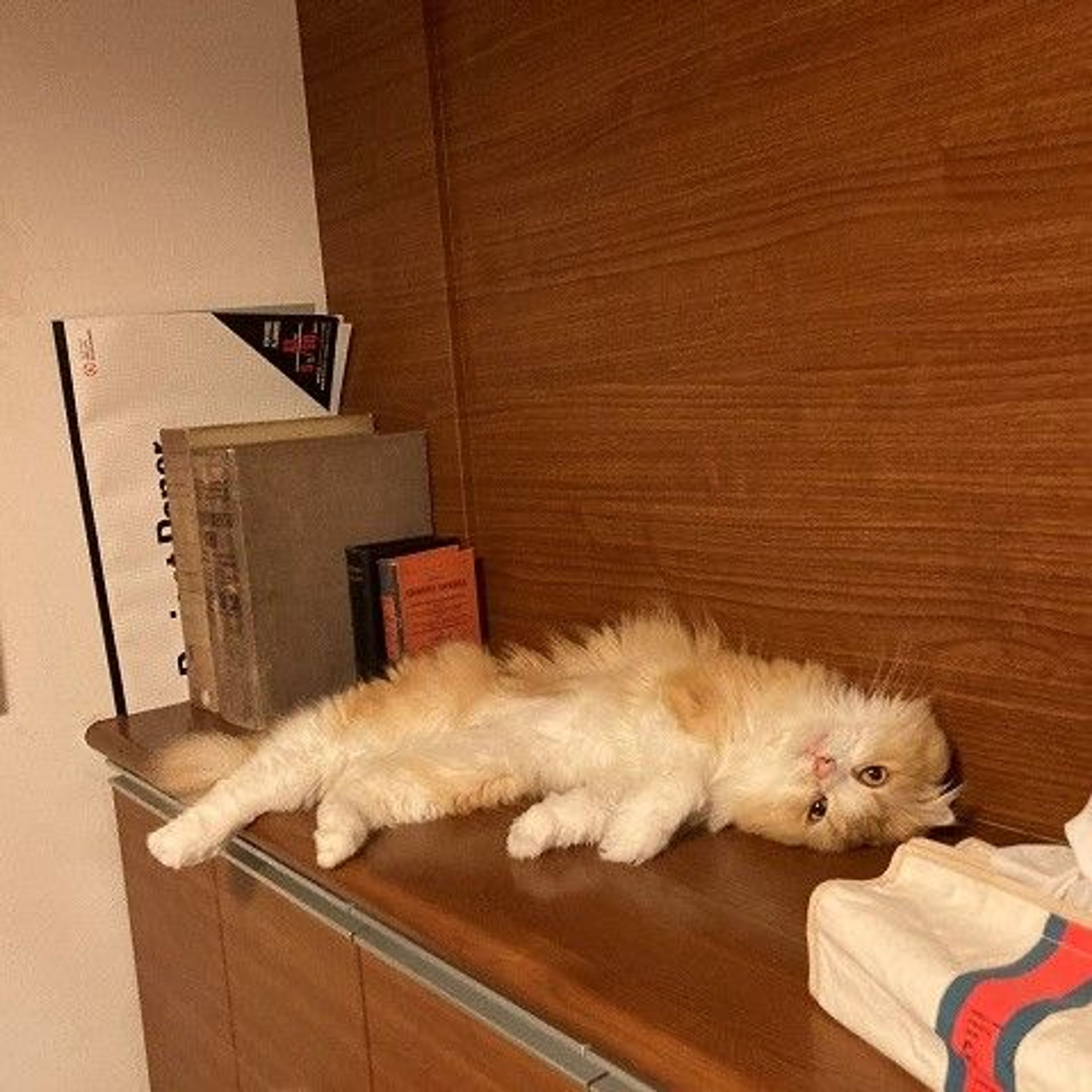 pet-image-4