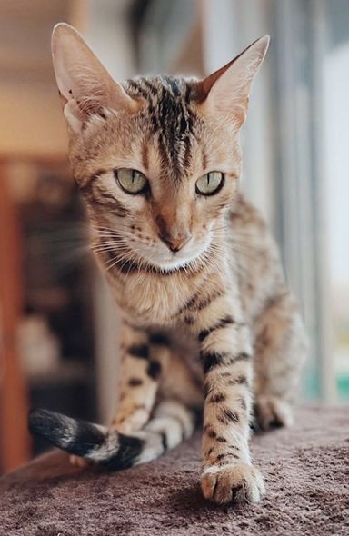 ベルの写真