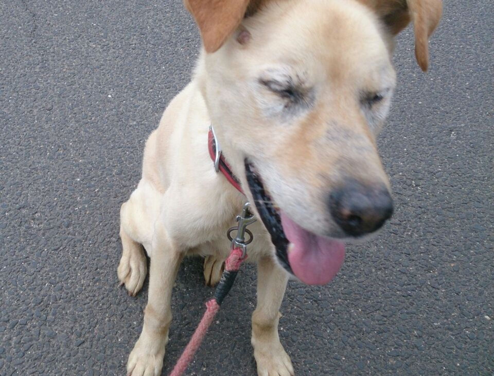 雑種（ミックス犬）・オスの里親募集の写真