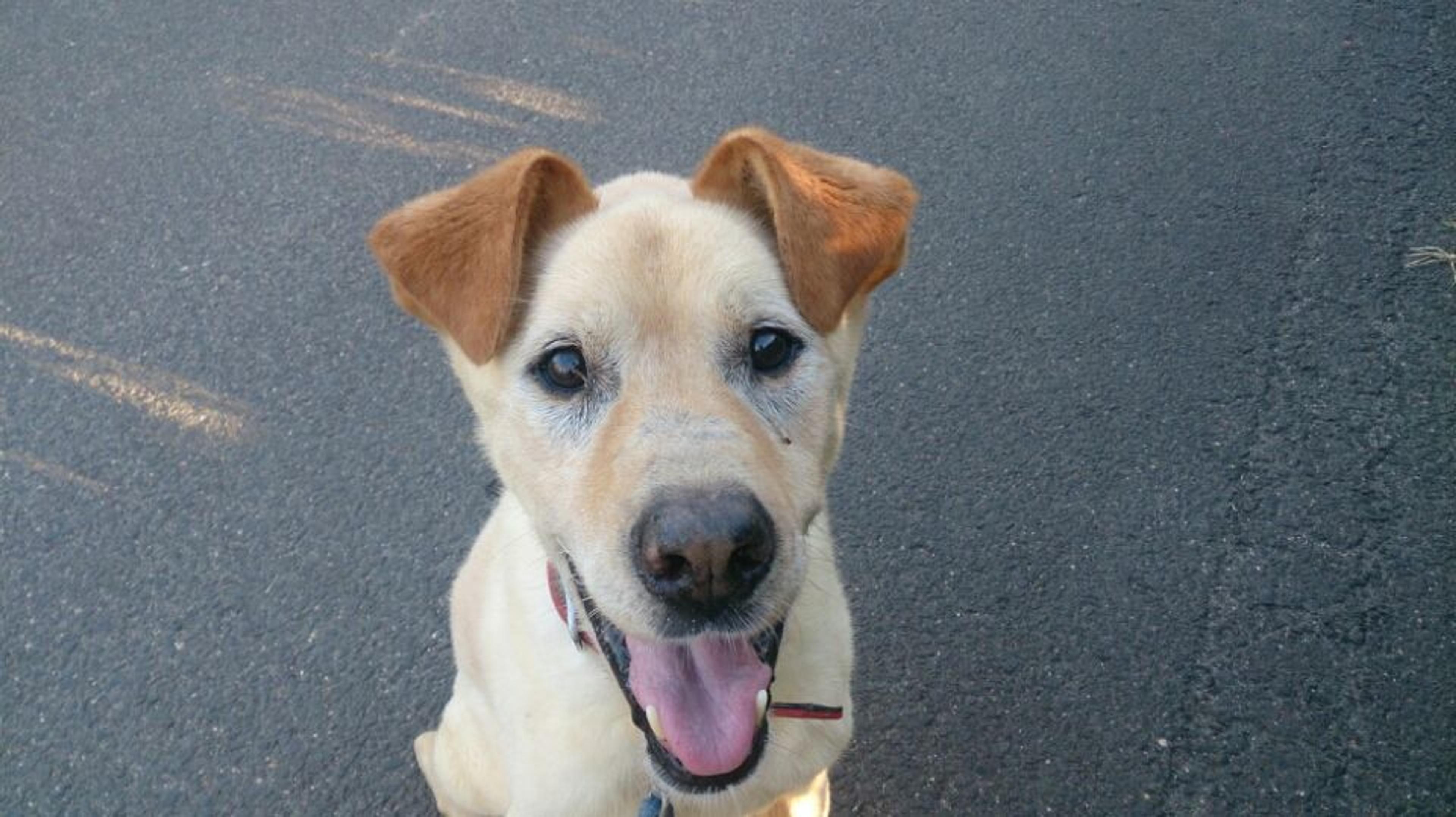 pet-image-2