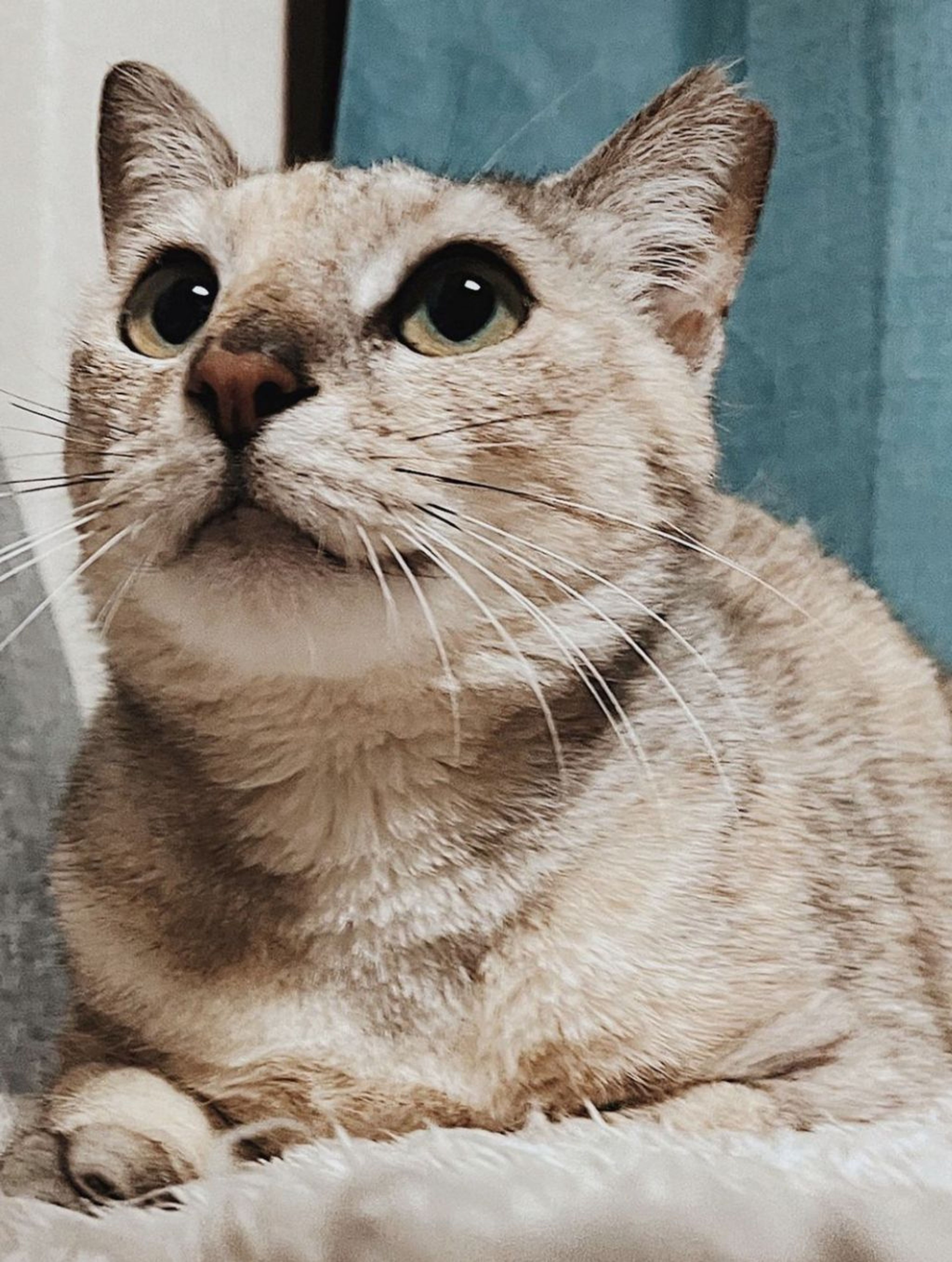 雑種（ミックス猫）・メスの里親募集の写真