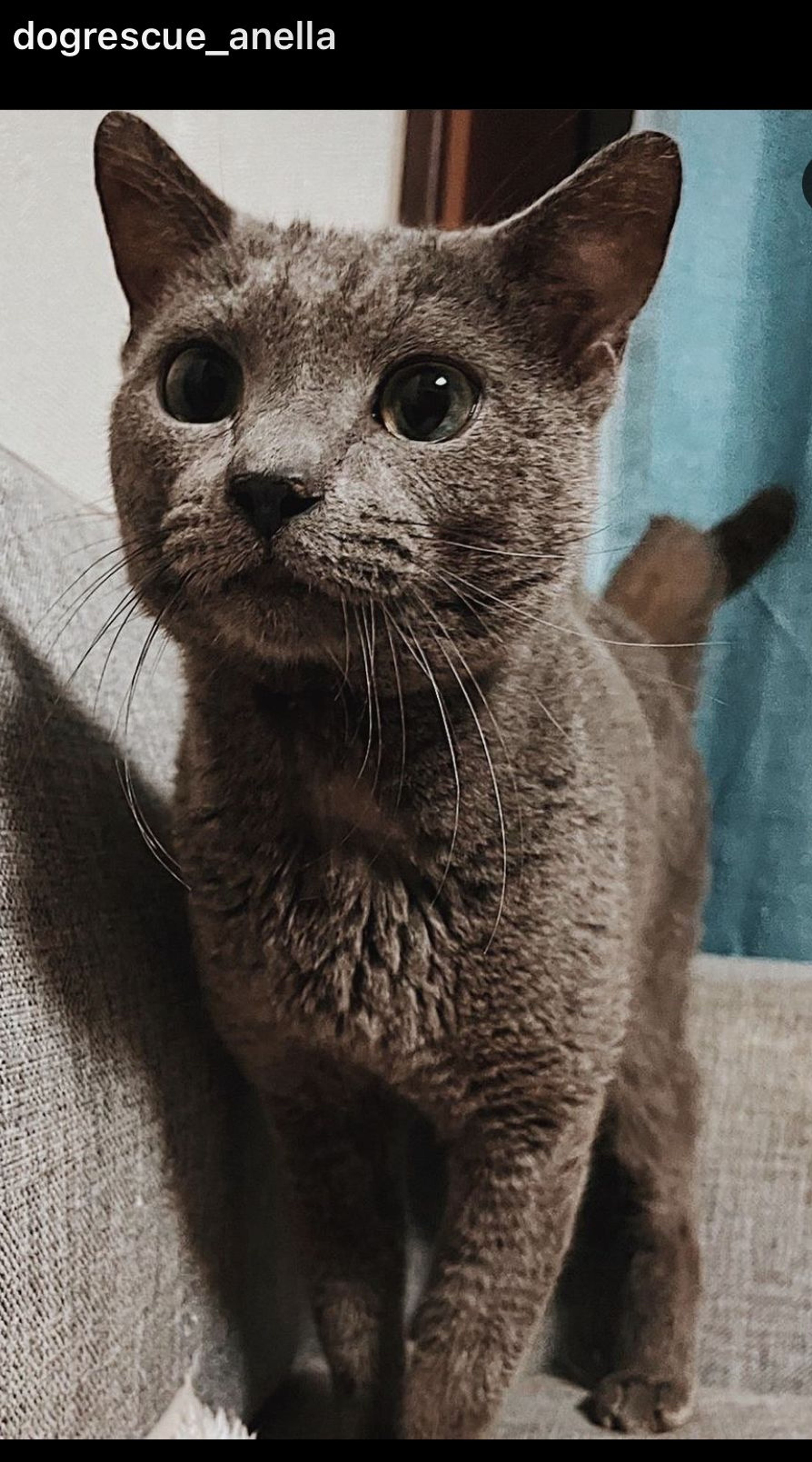 ロシアンブルー・オスの里親募集の写真