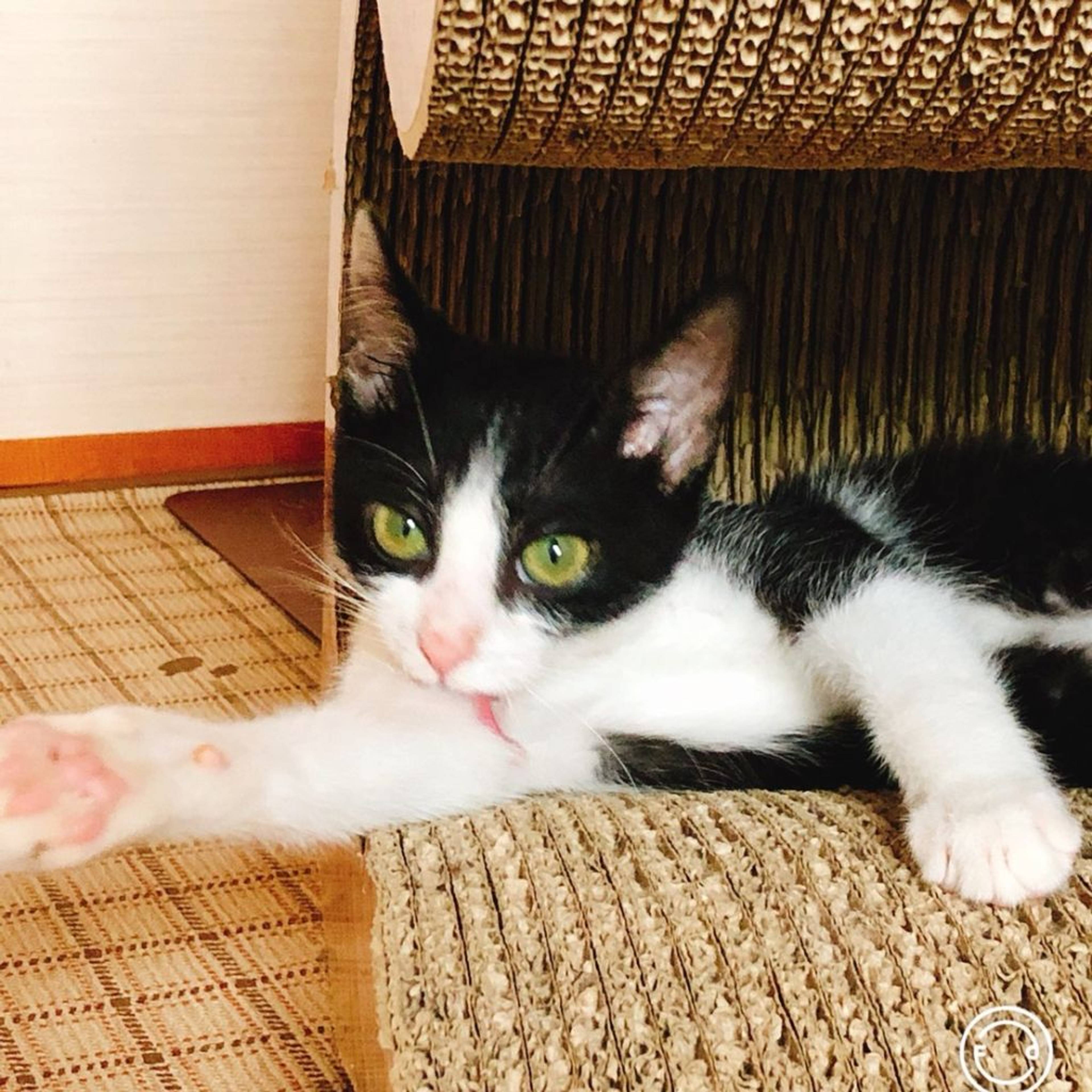 雑種（ミックス猫）・オスの里親募集の写真