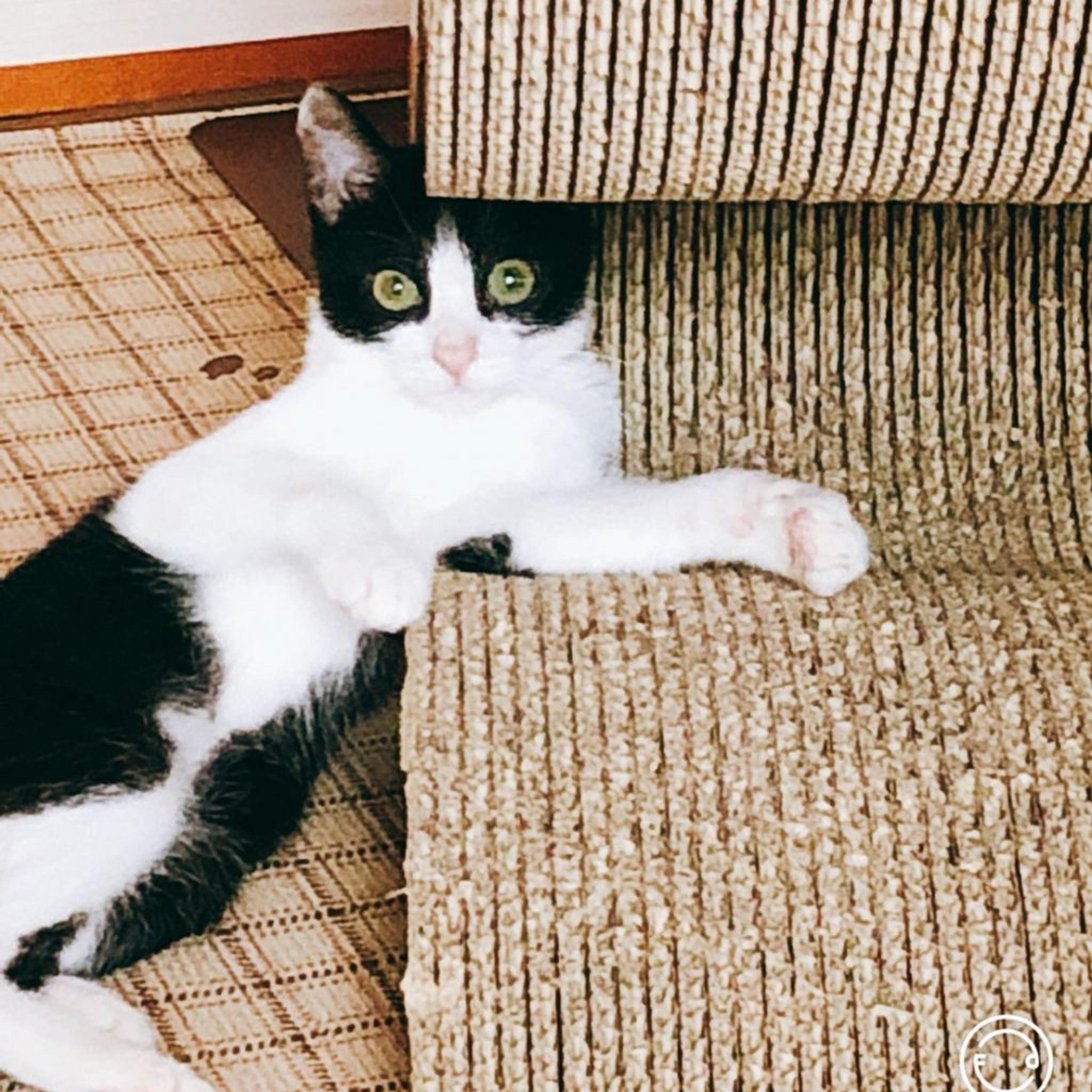 pet-image-2