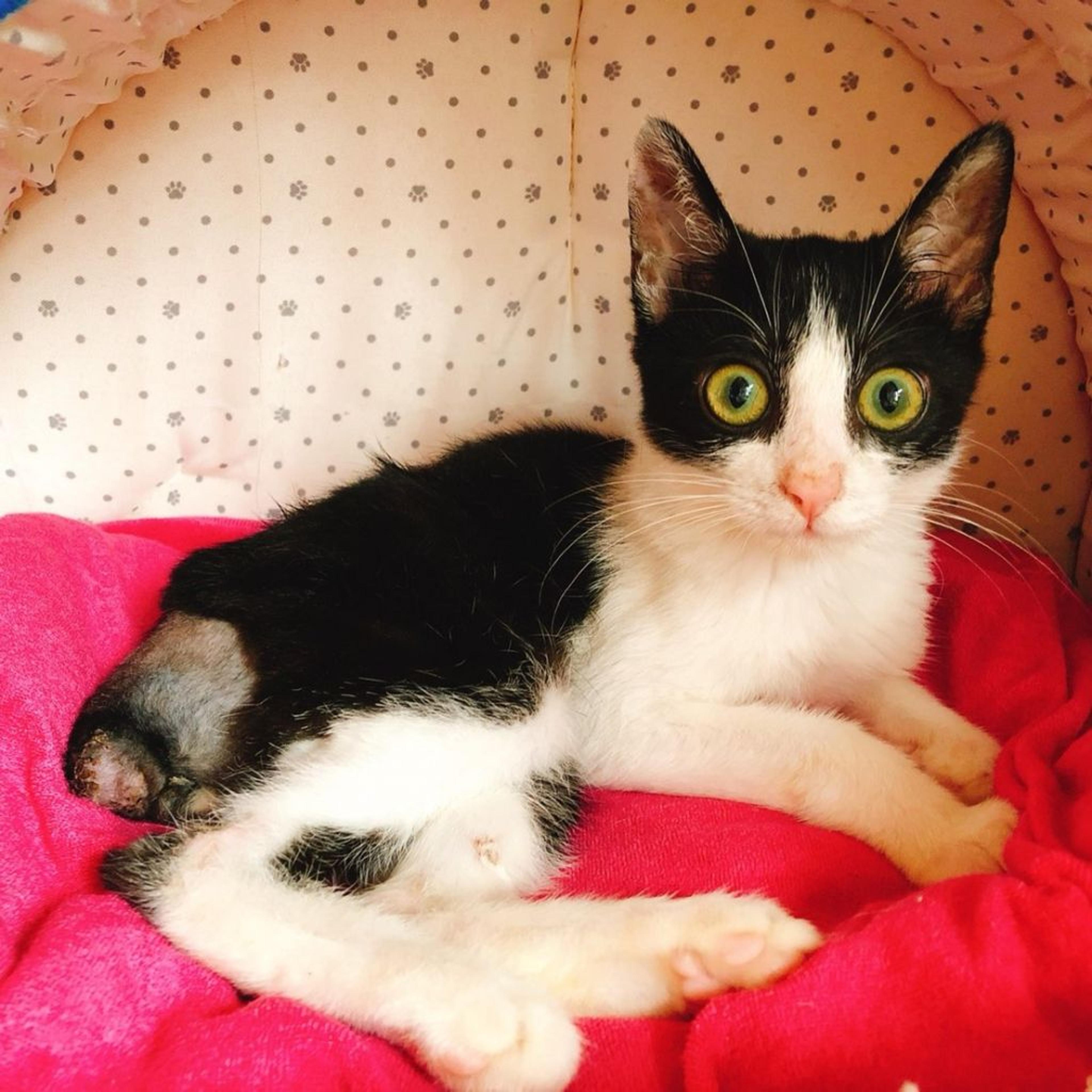 pet-image-3