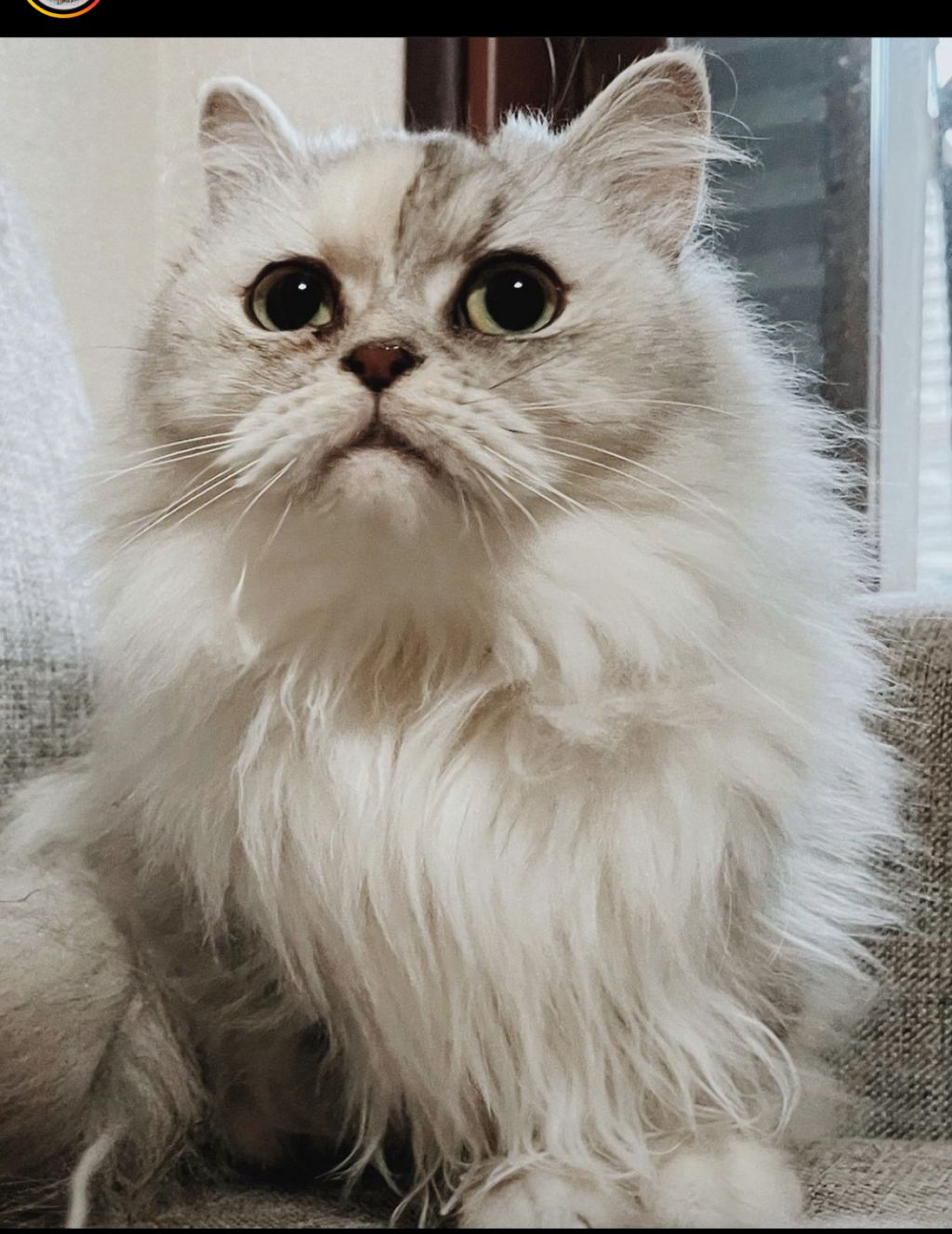 ペルシャ・メスの里親募集の写真