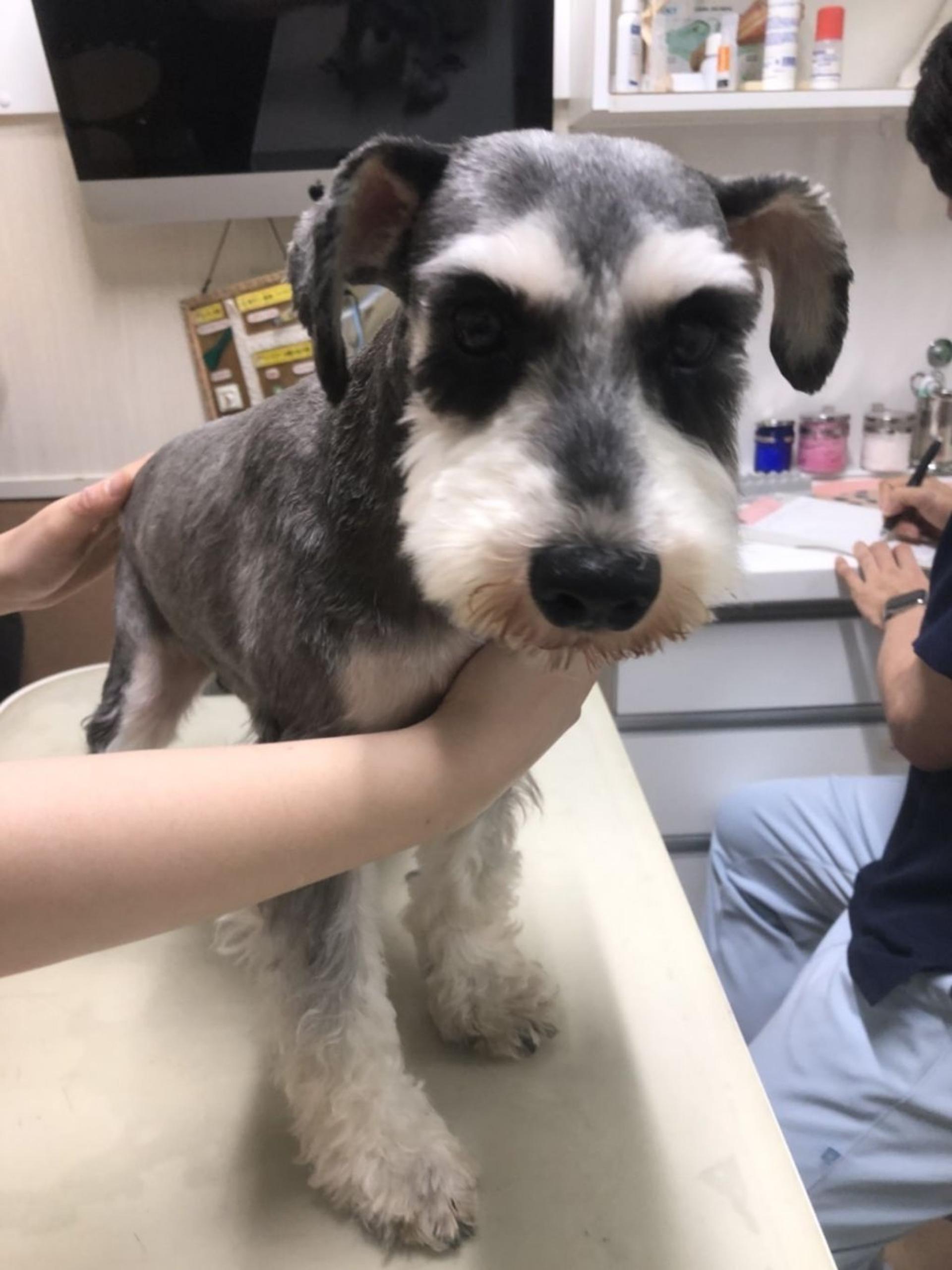 pet-image-2
