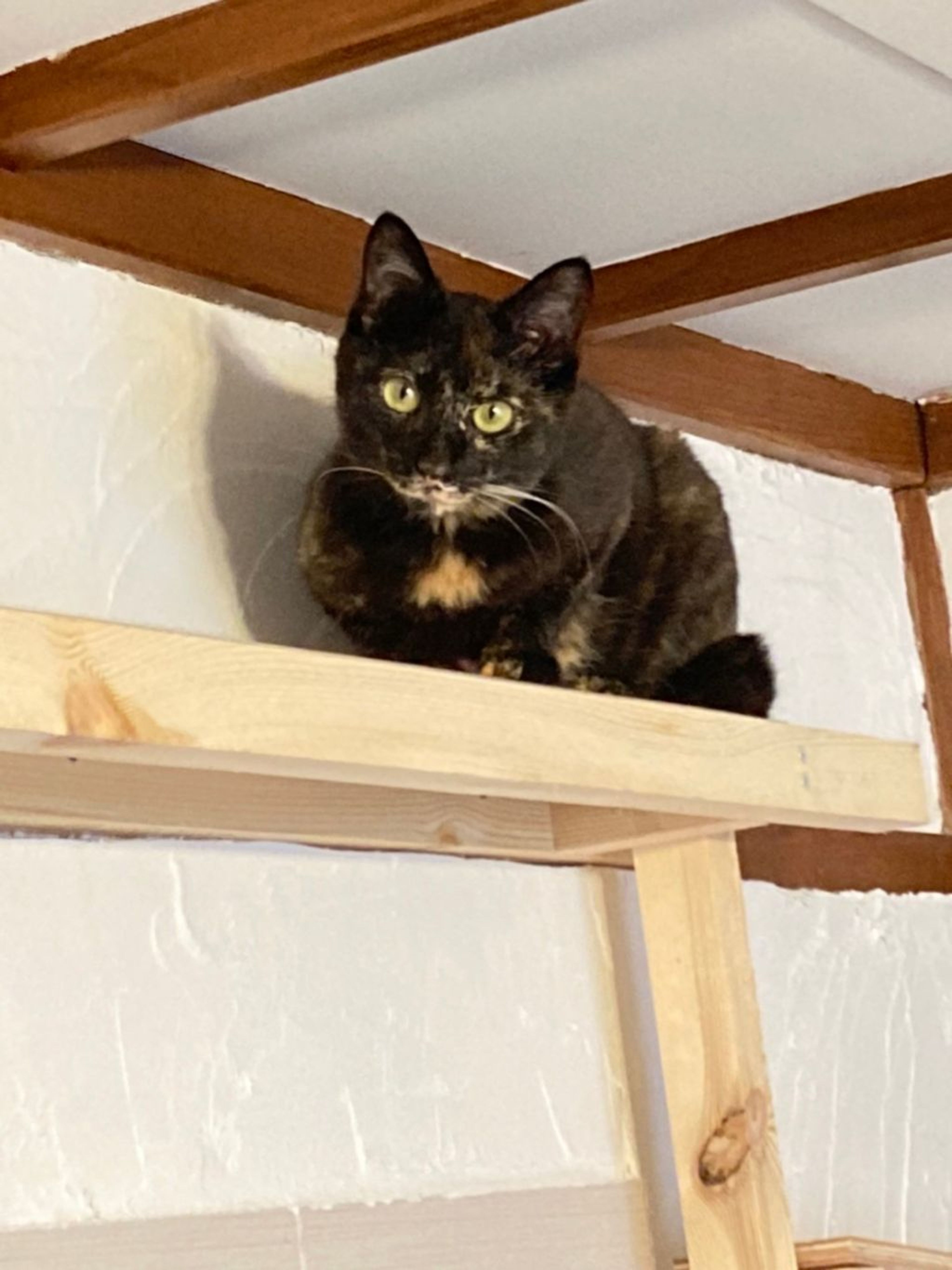 pet-image-5