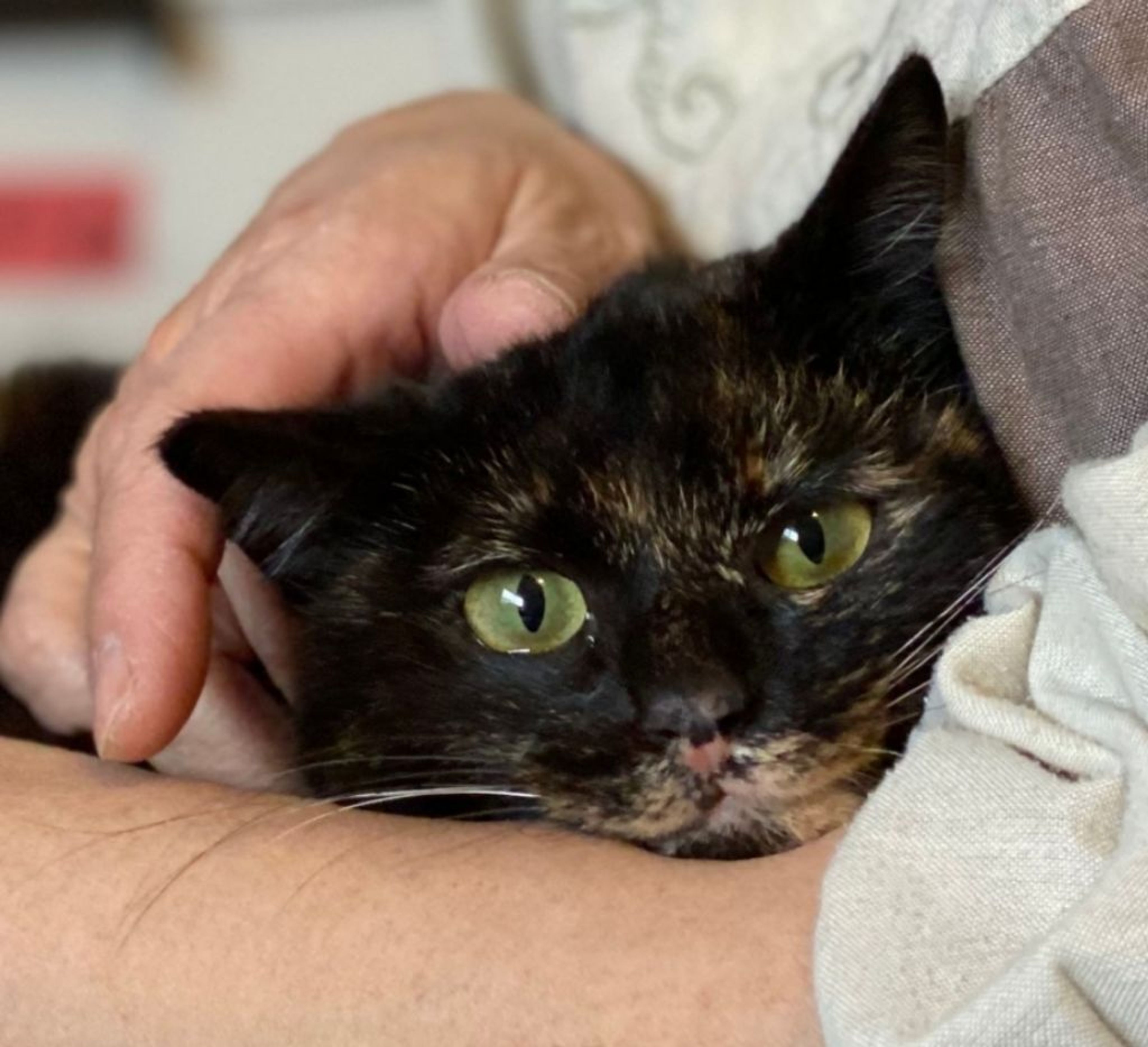 pet-image-9