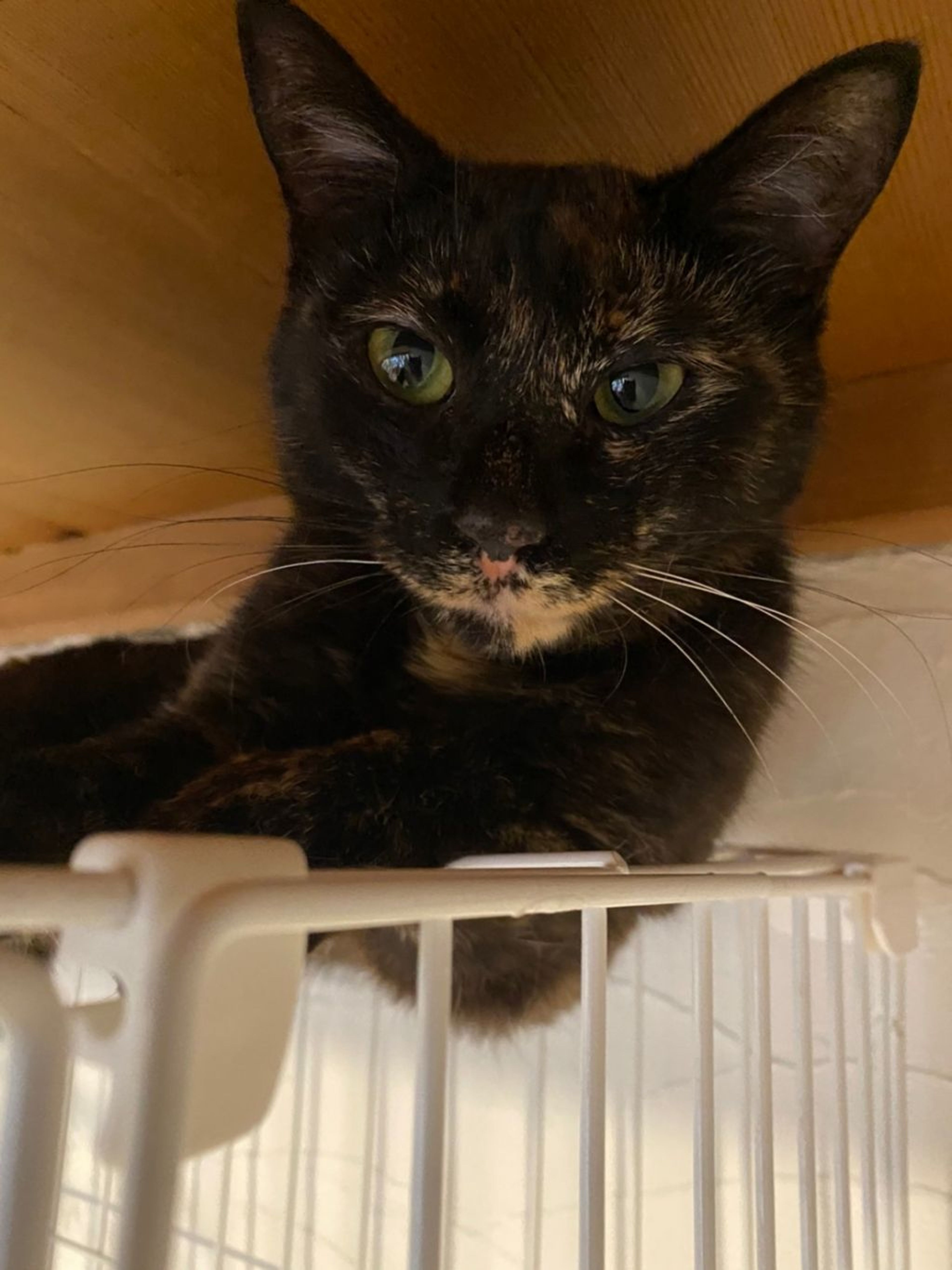 雑種（ミックス猫）・メスの里親募集の写真
