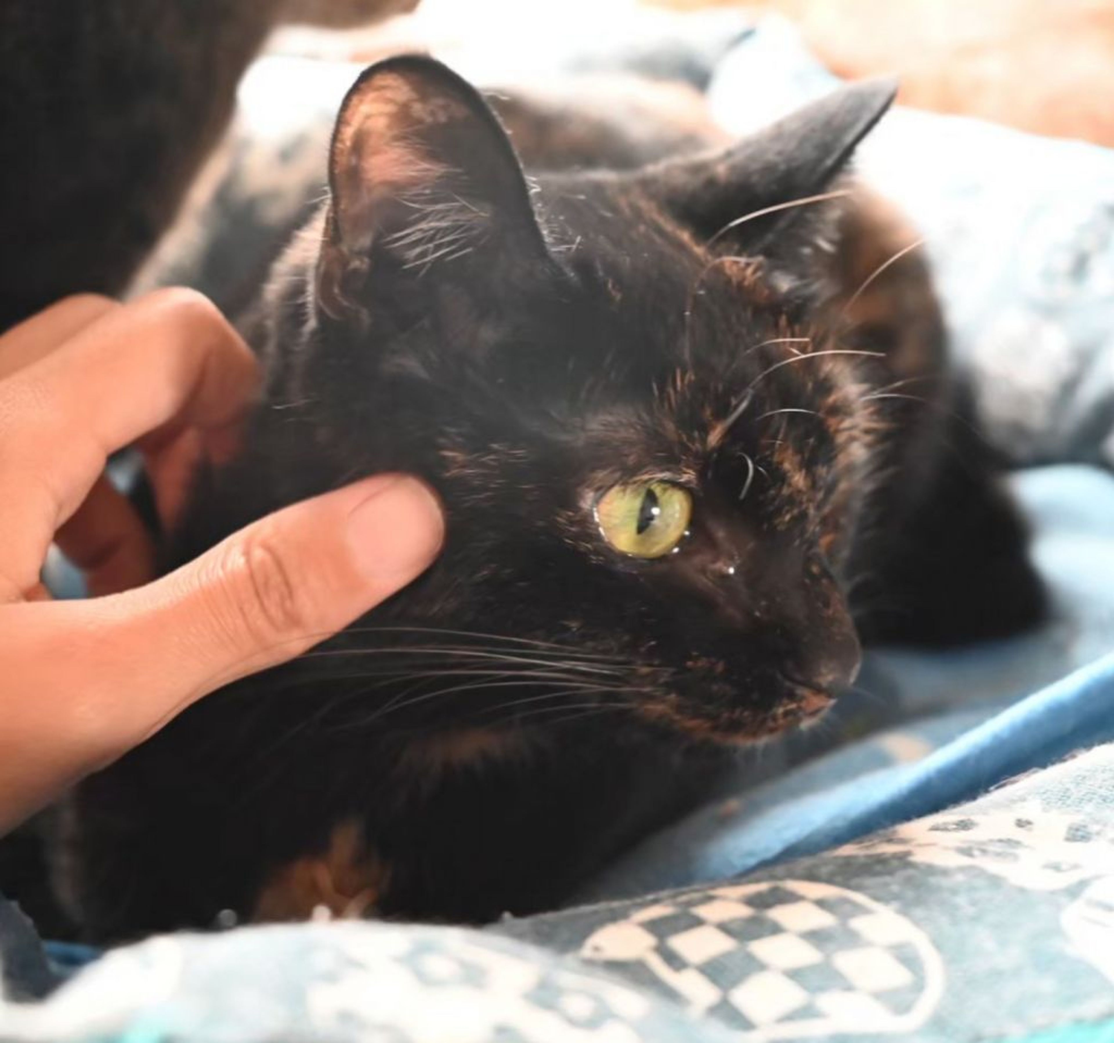 pet-image-4