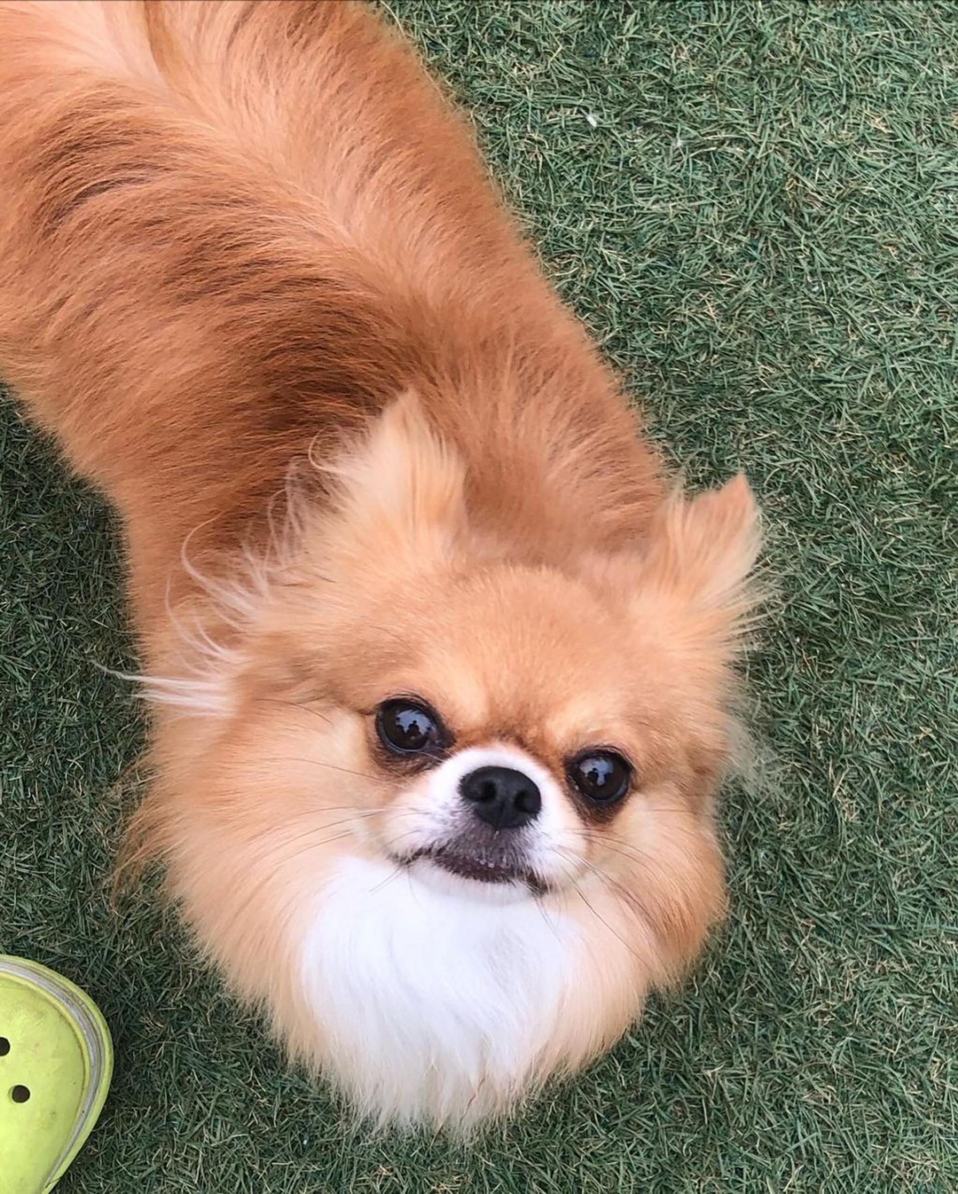 pet-image-2
