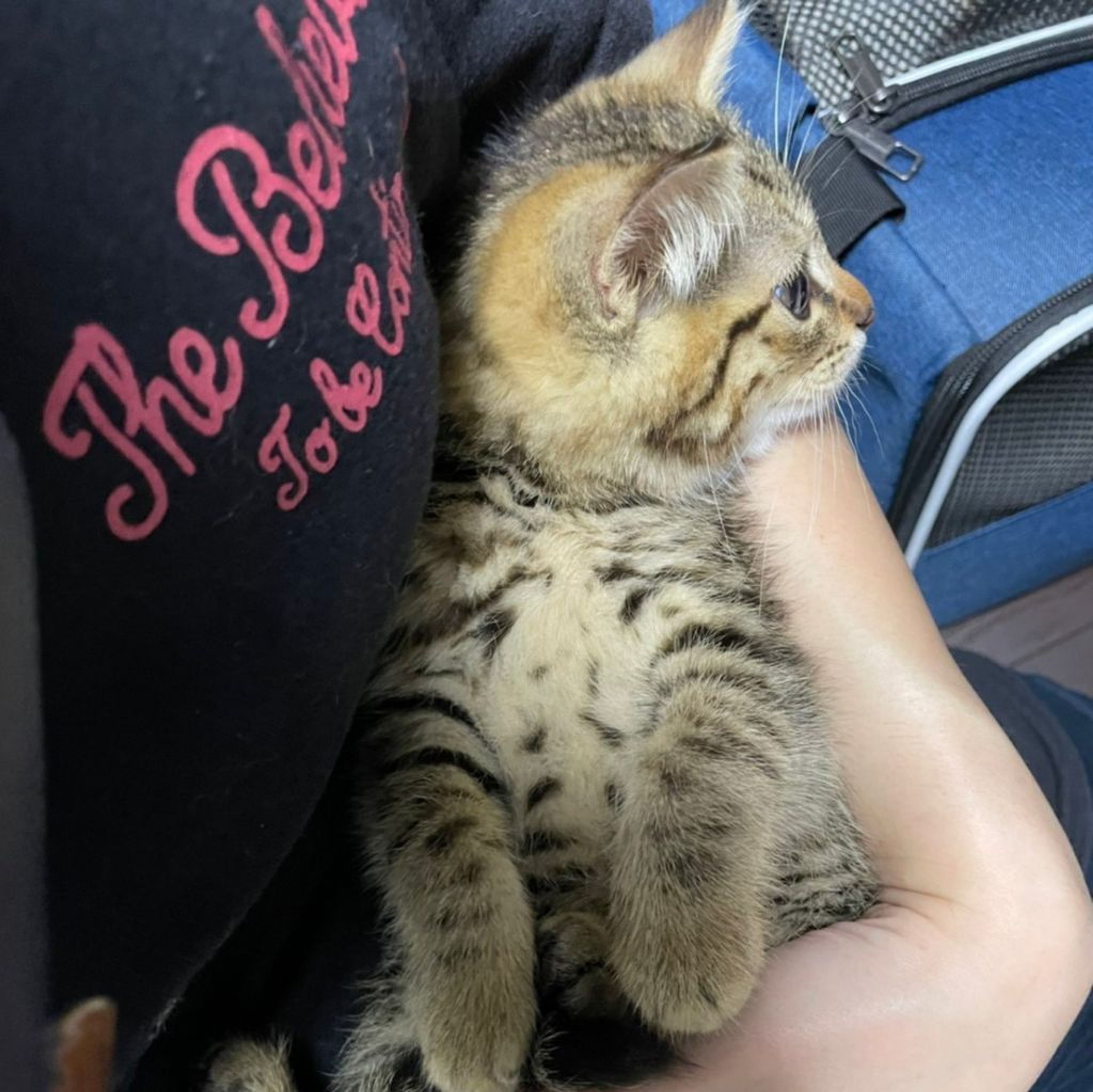 pet-image-4