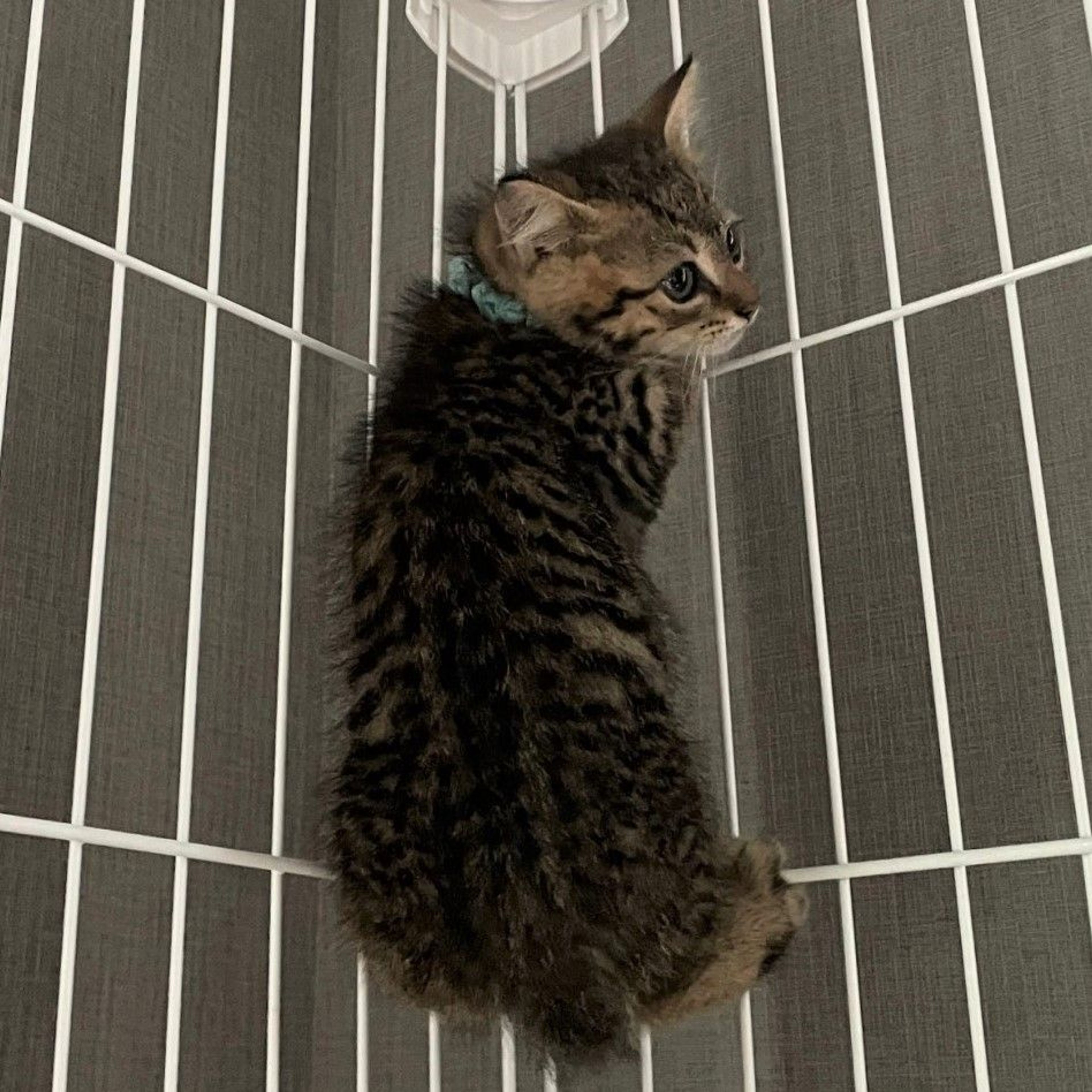 pet-image-5