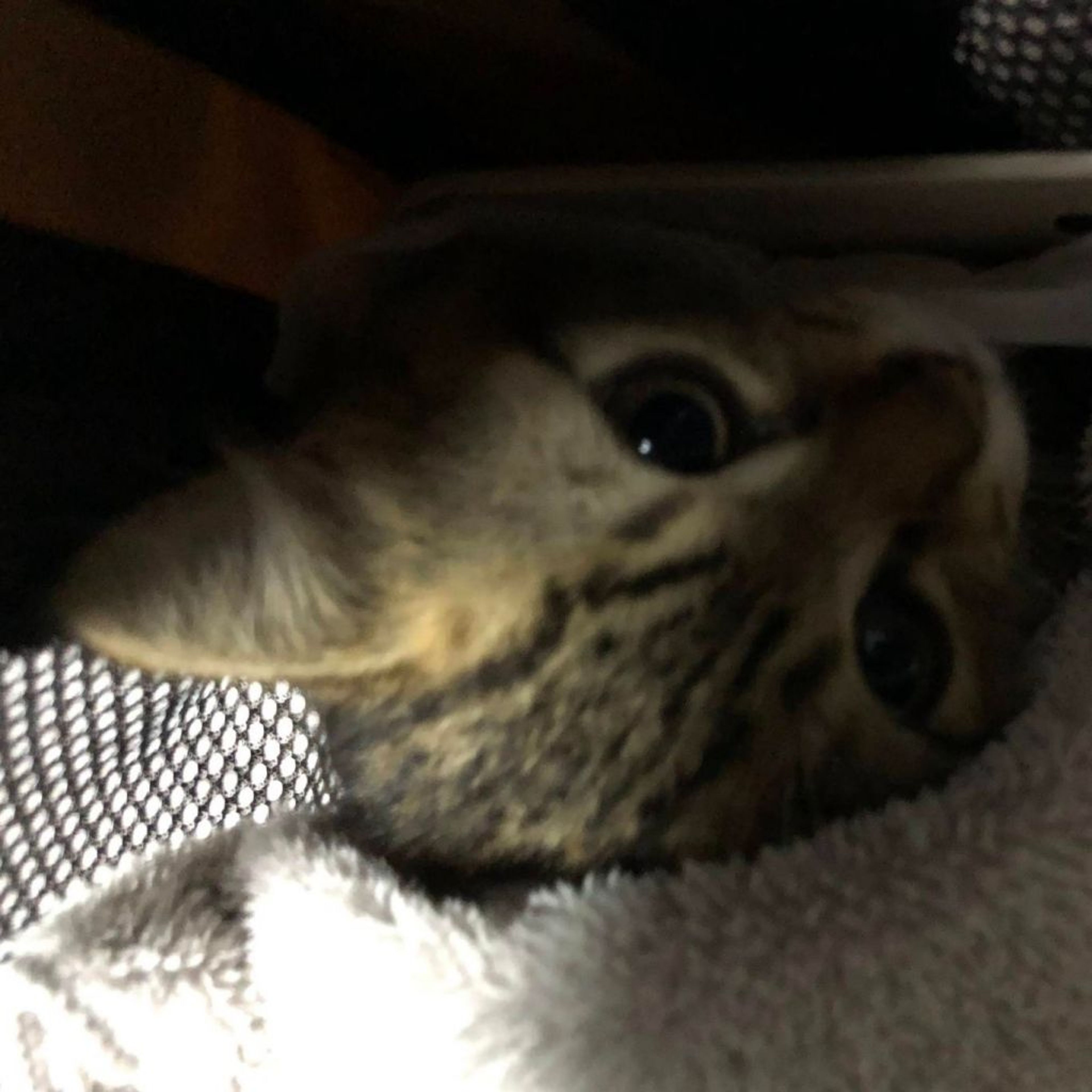 pet-image-7