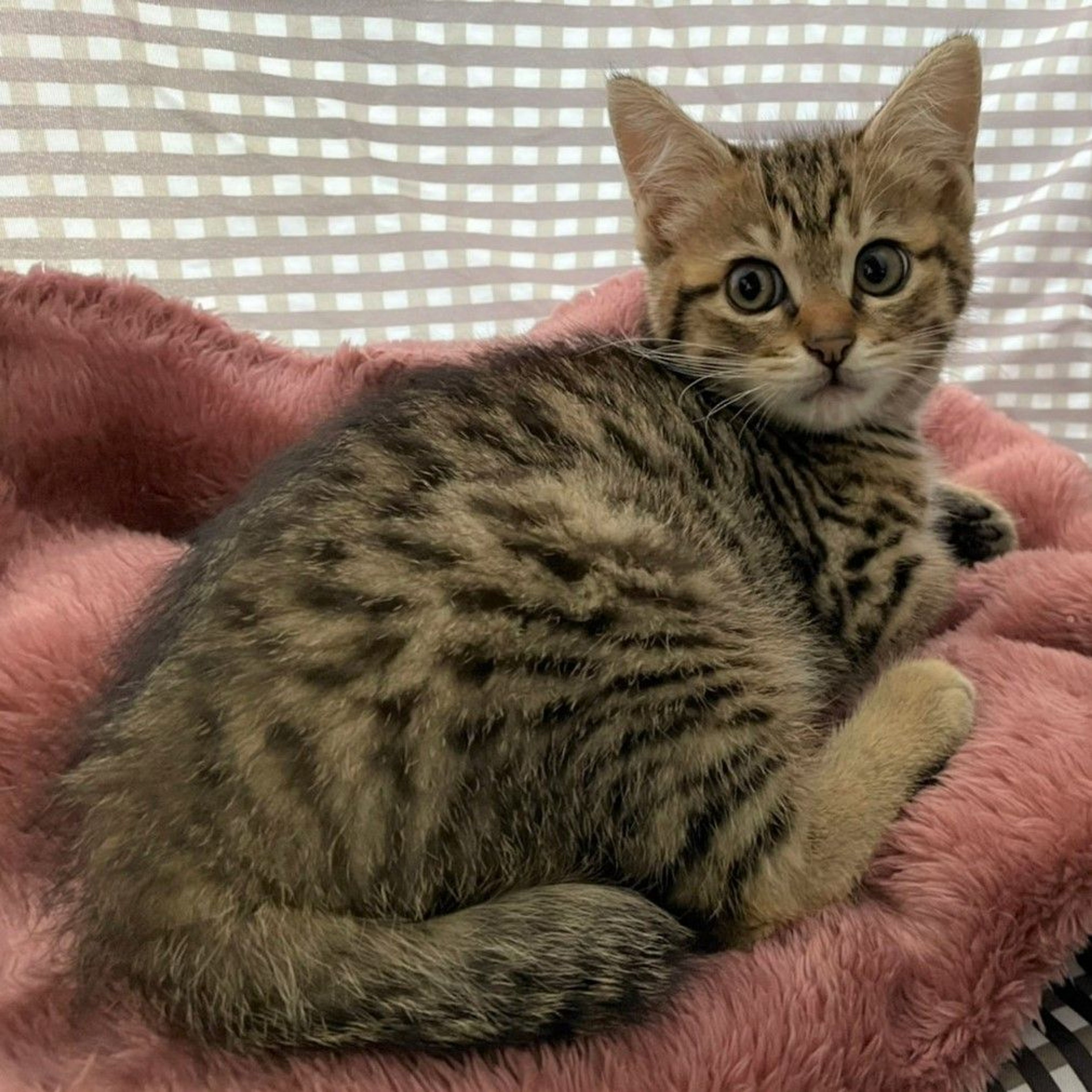 雑種（ミックス猫）・オスの里親募集の写真
