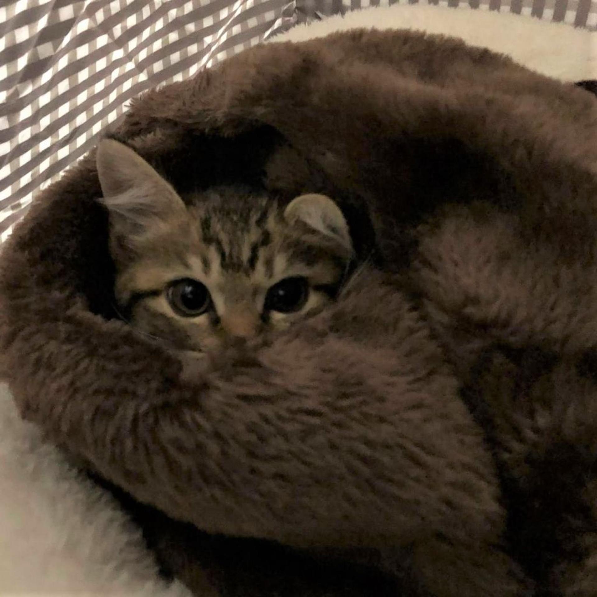 pet-image-3