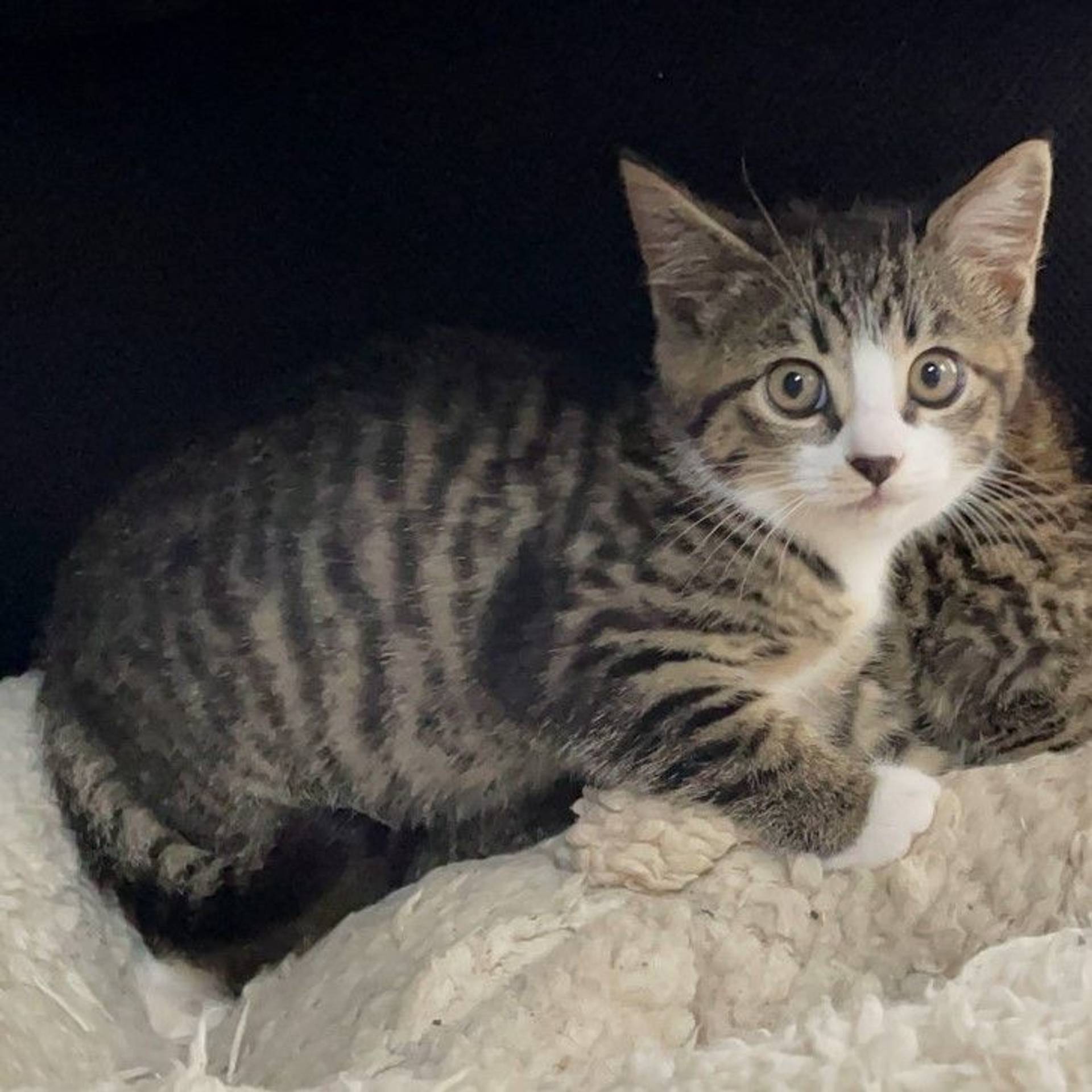 雑種（ミックス猫）・オスの里親募集の写真