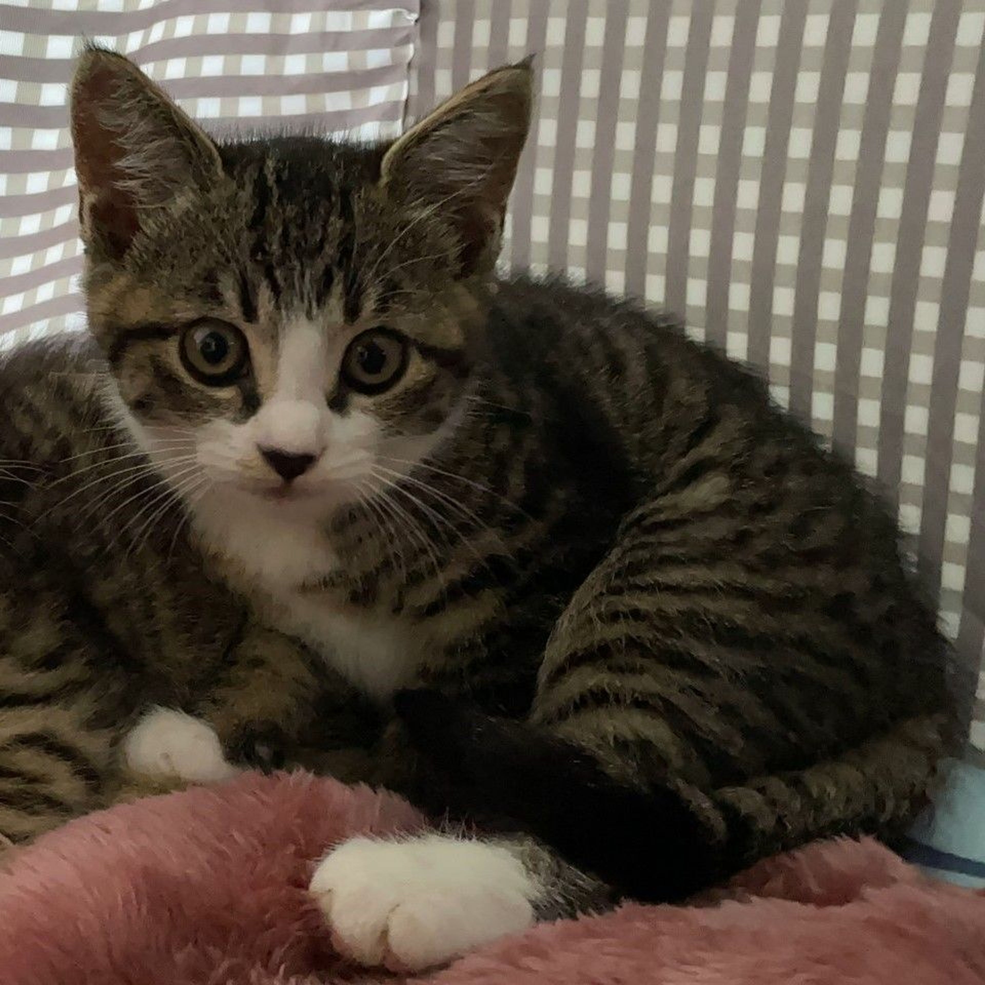pet-image-3