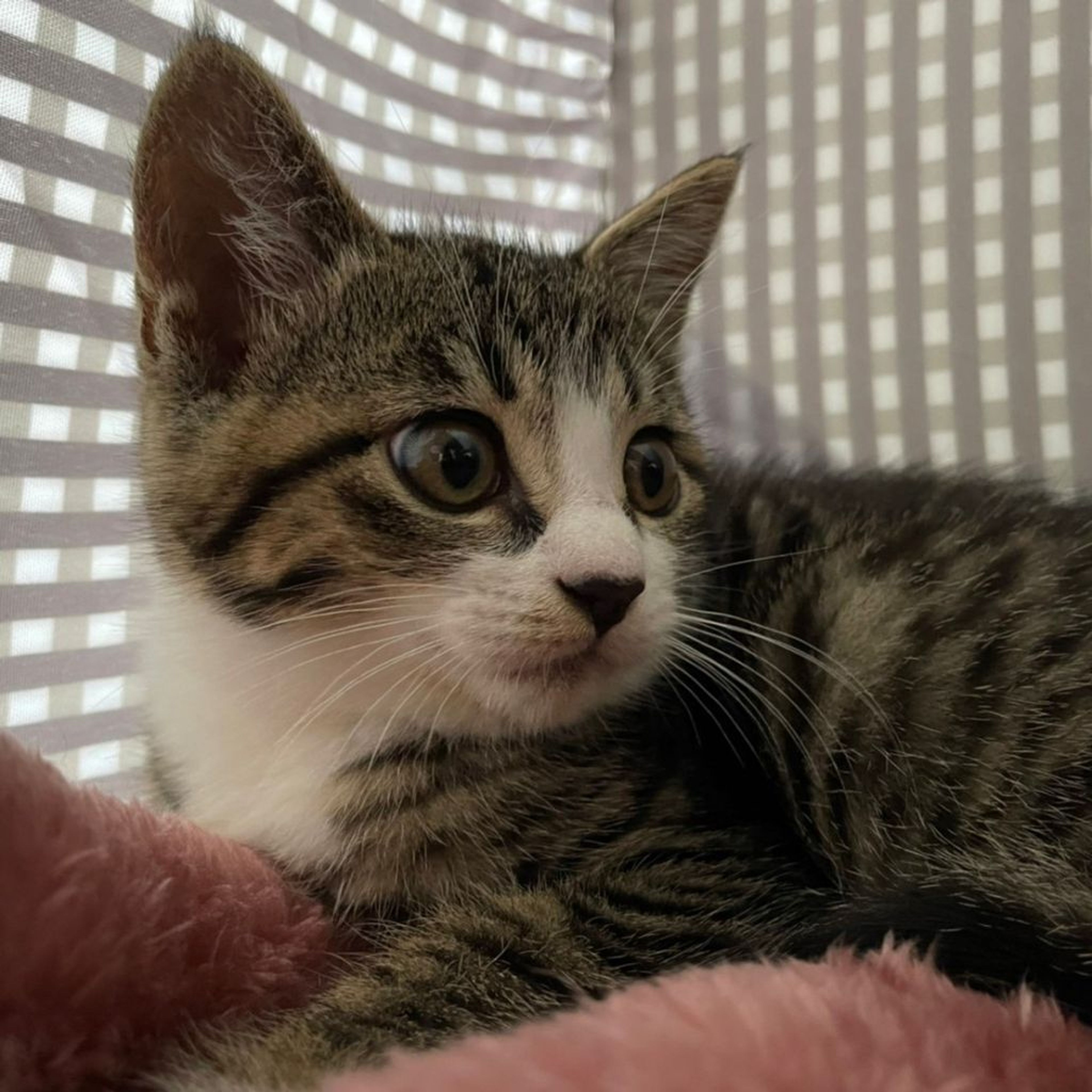 pet-image-4