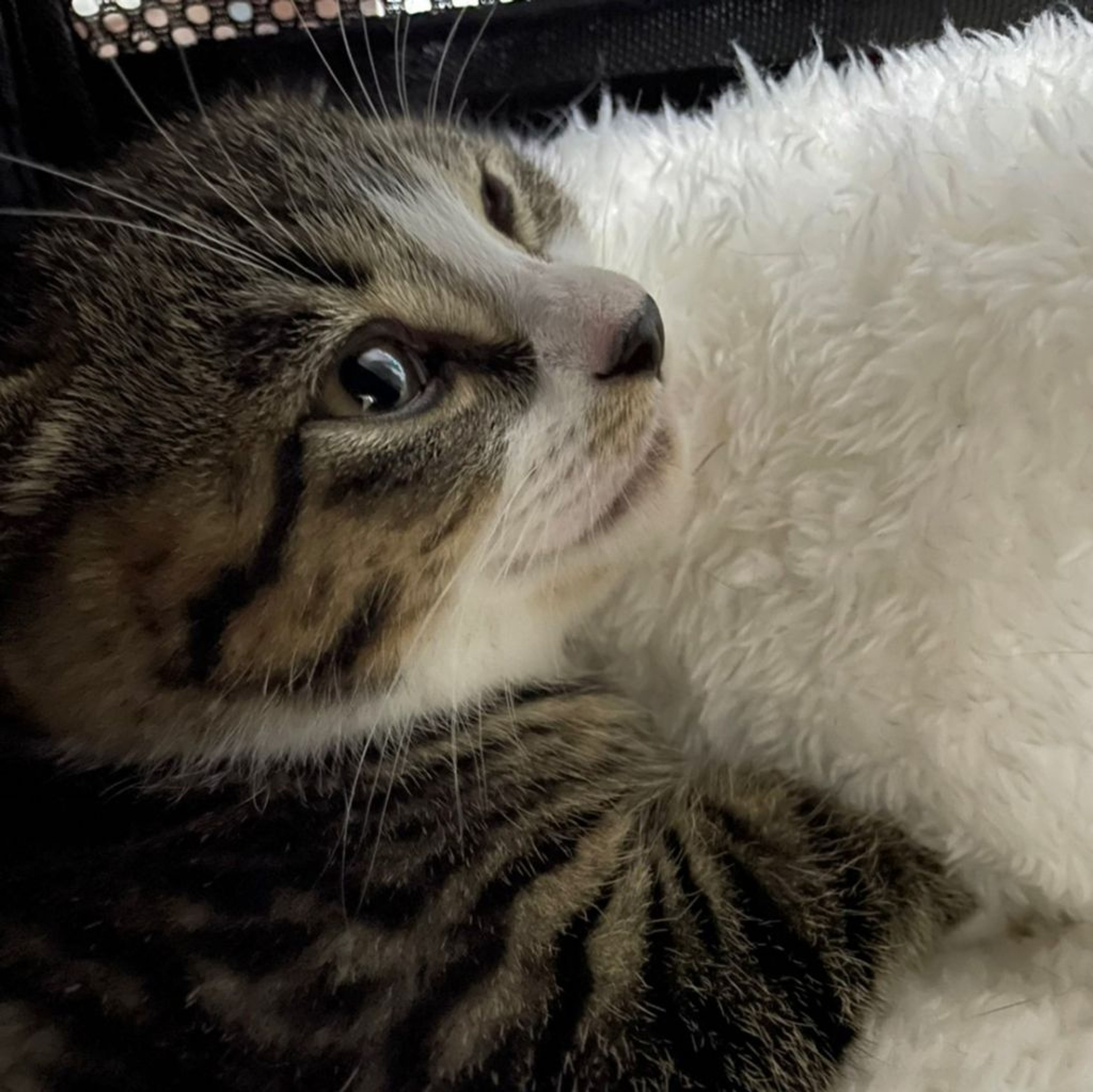 pet-image-6