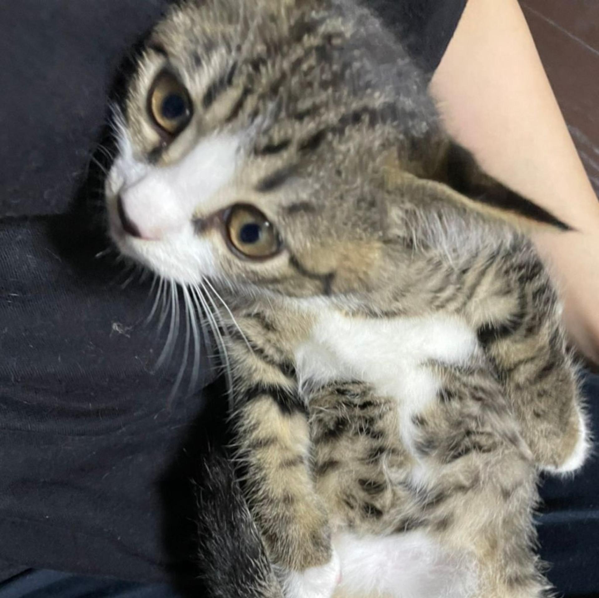 pet-image-7