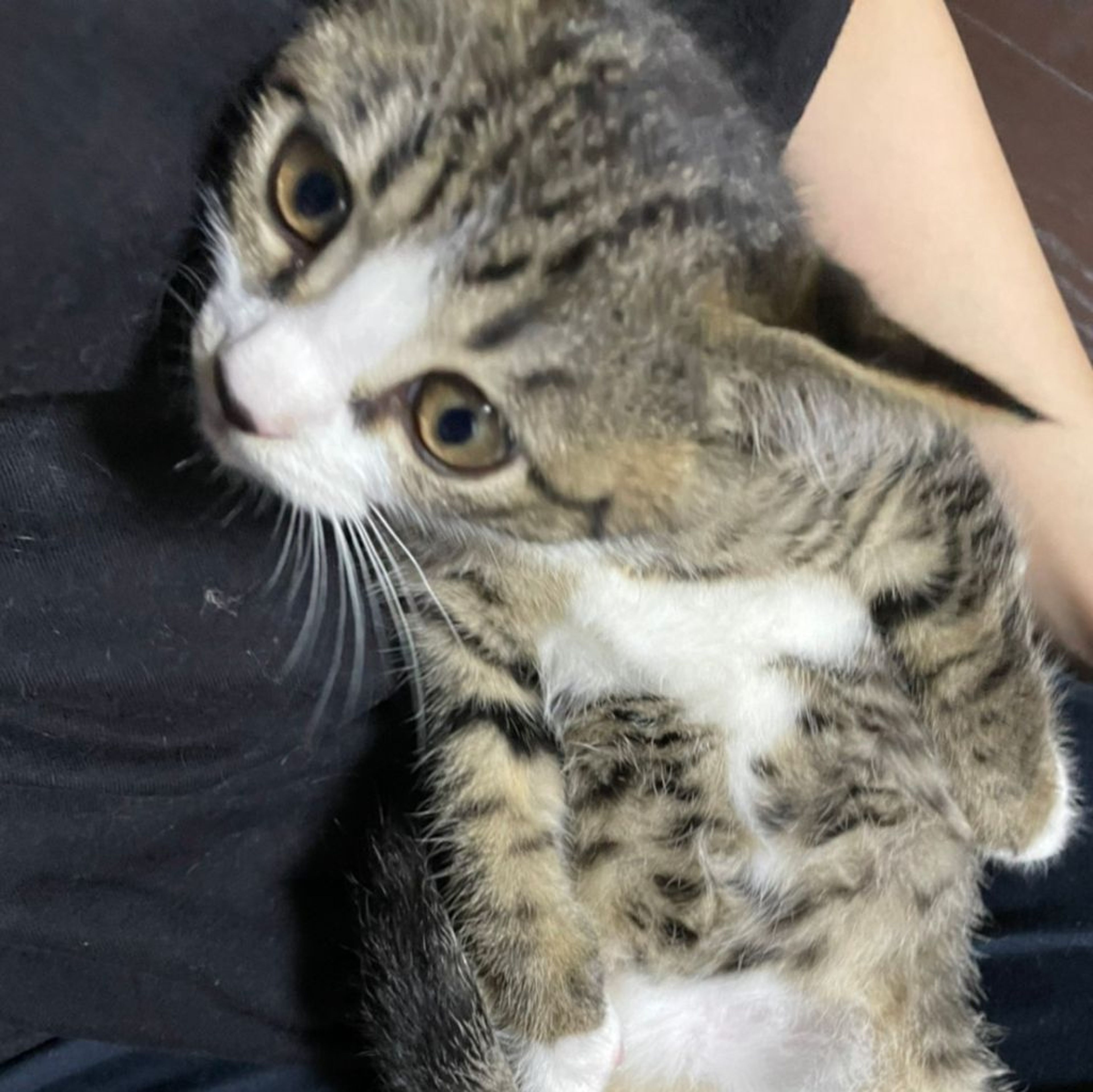 pet-image-7