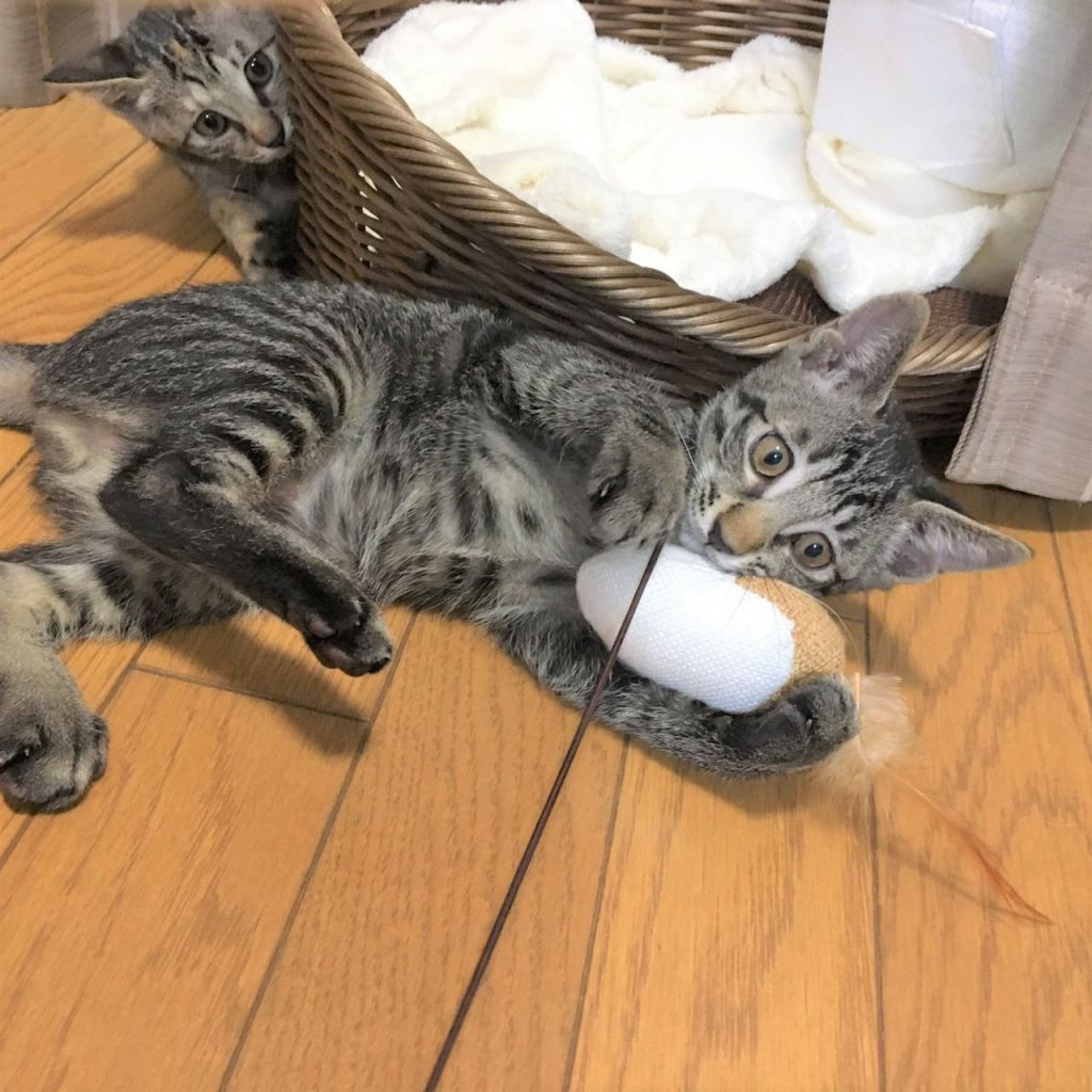 pet-image-5