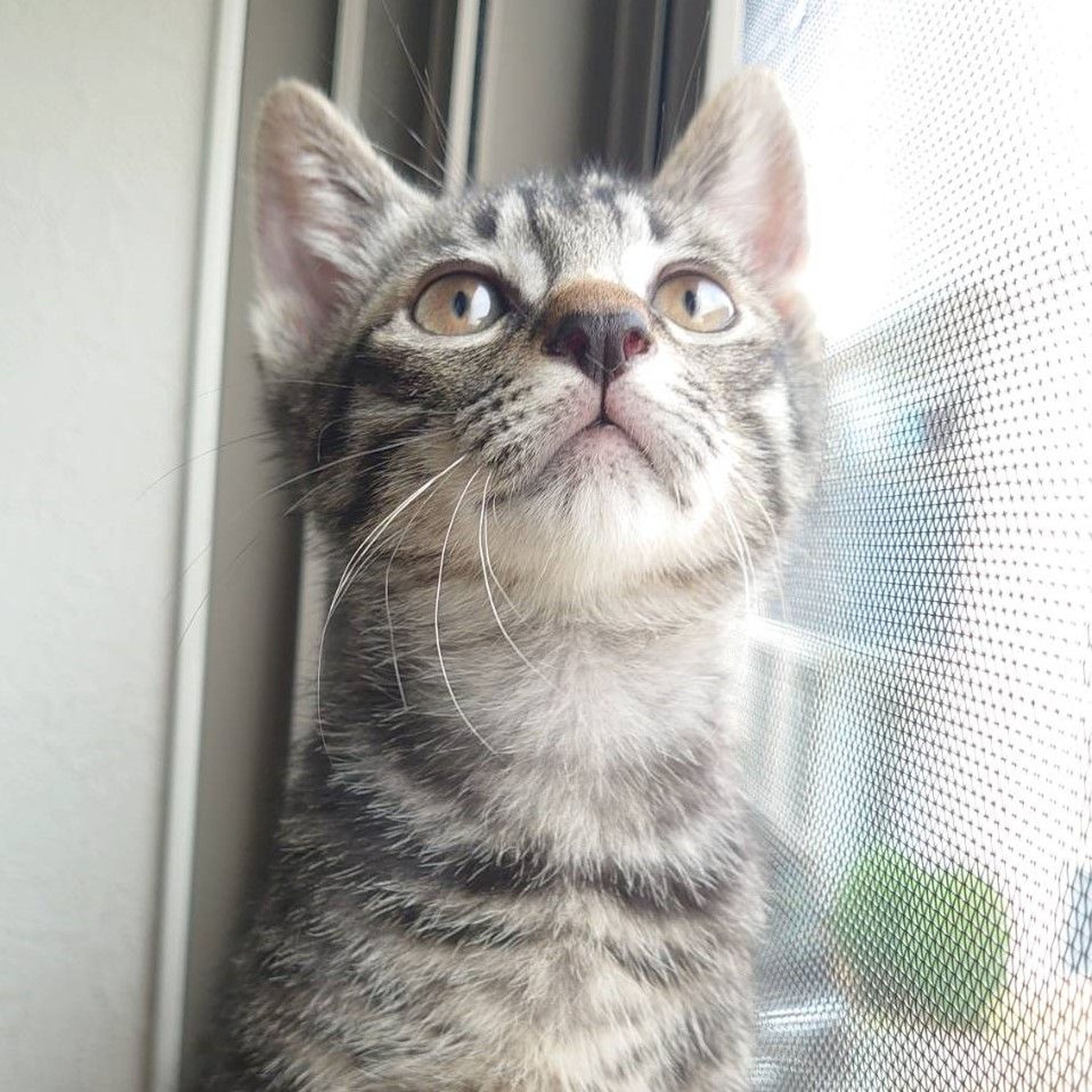 pet-image-6