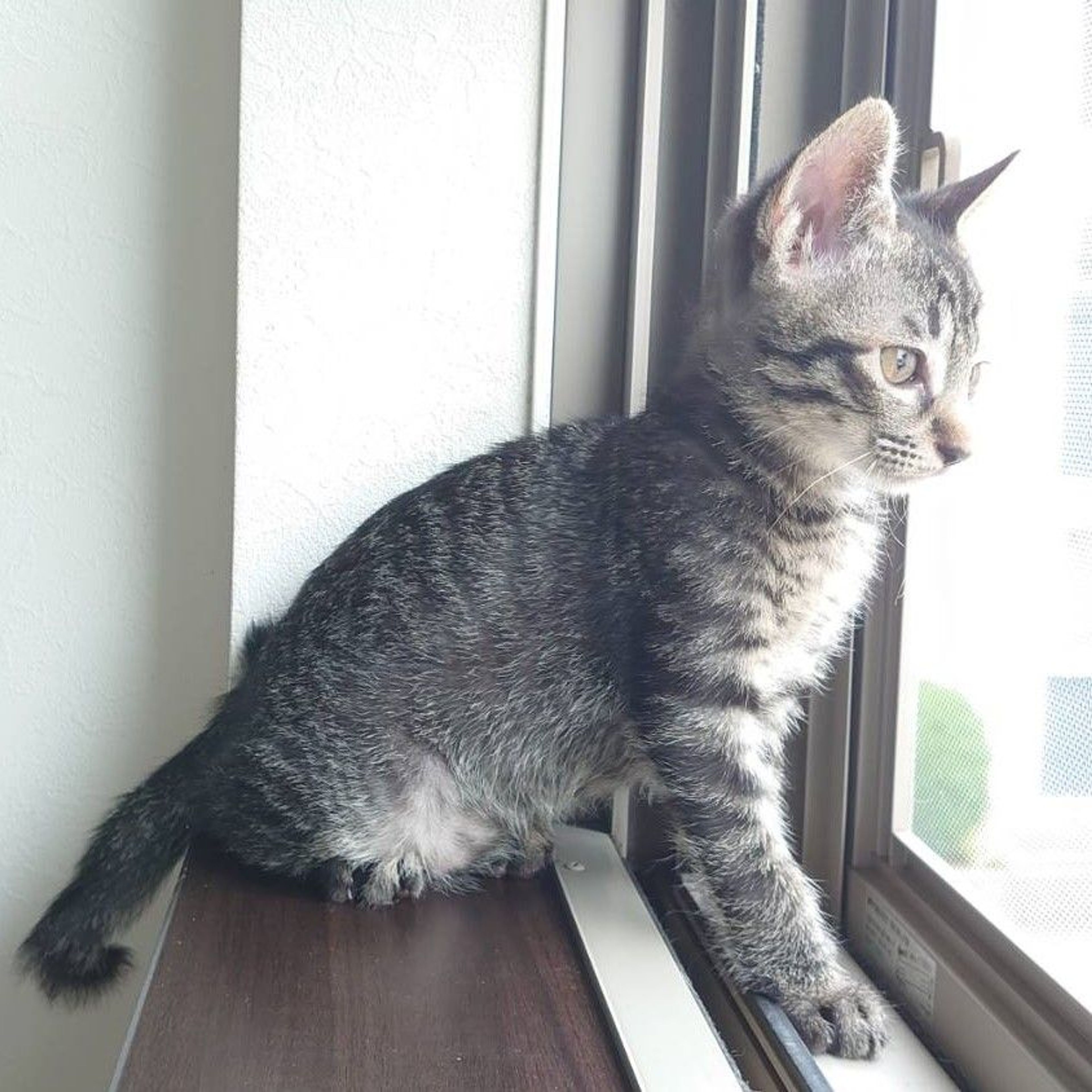 pet-image-7