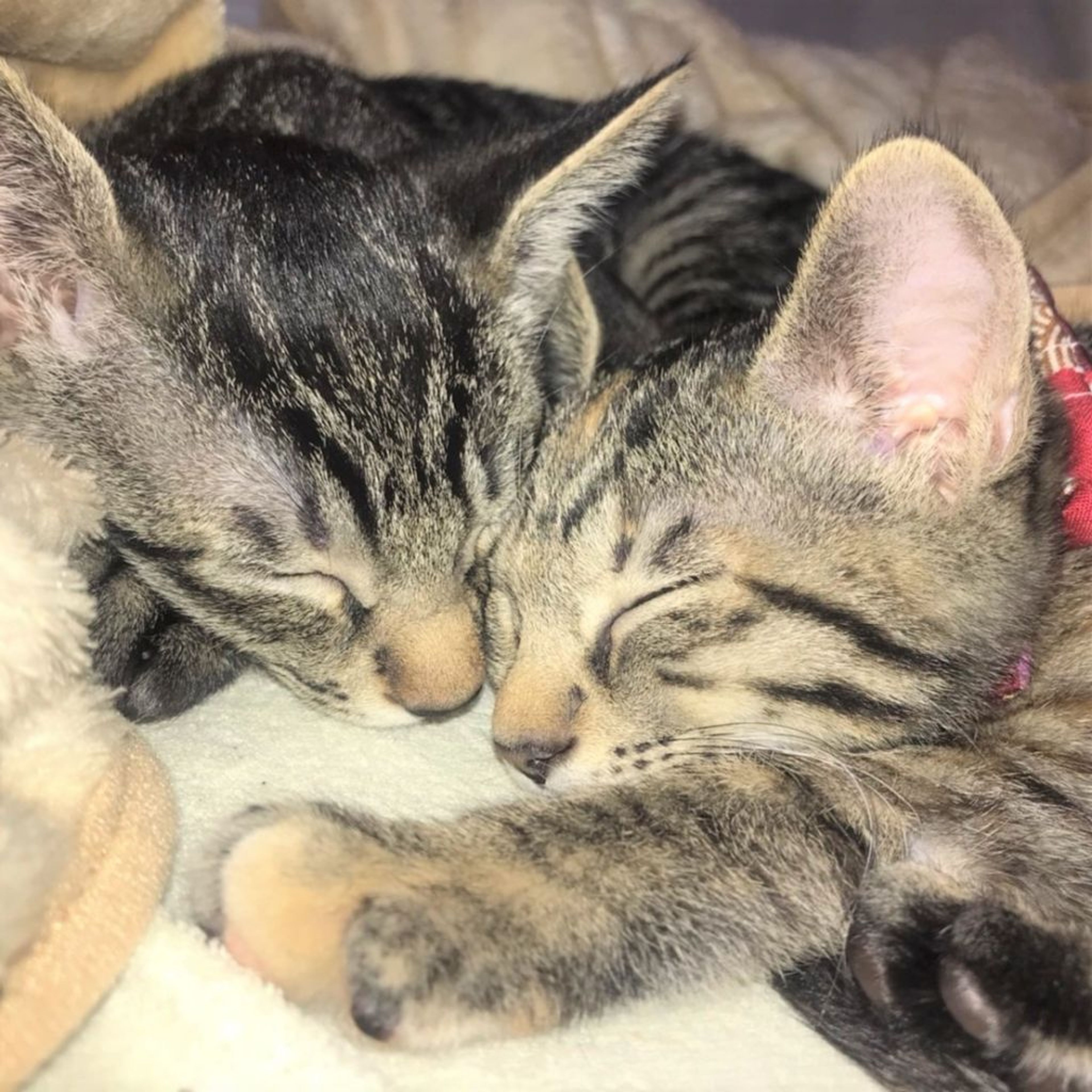 pet-image-9