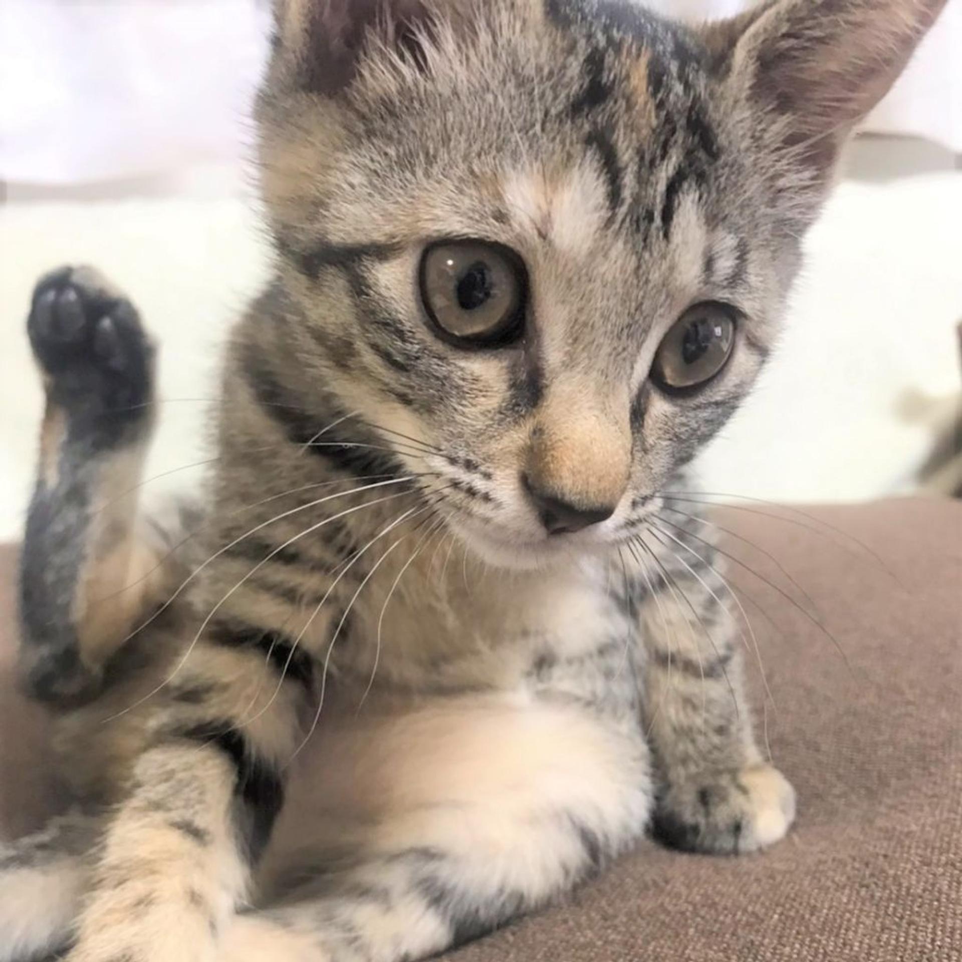 pet-image-4