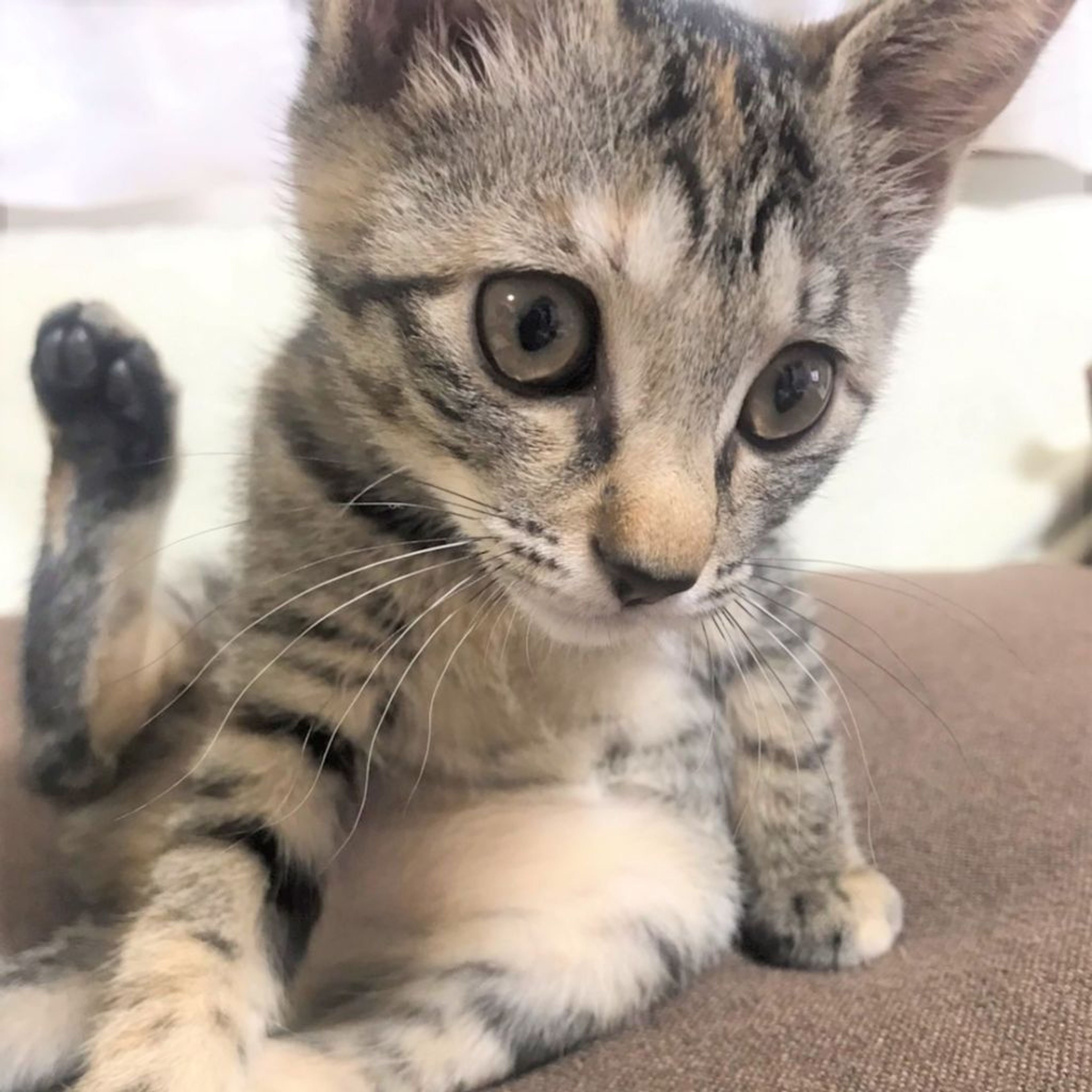 pet-image-4