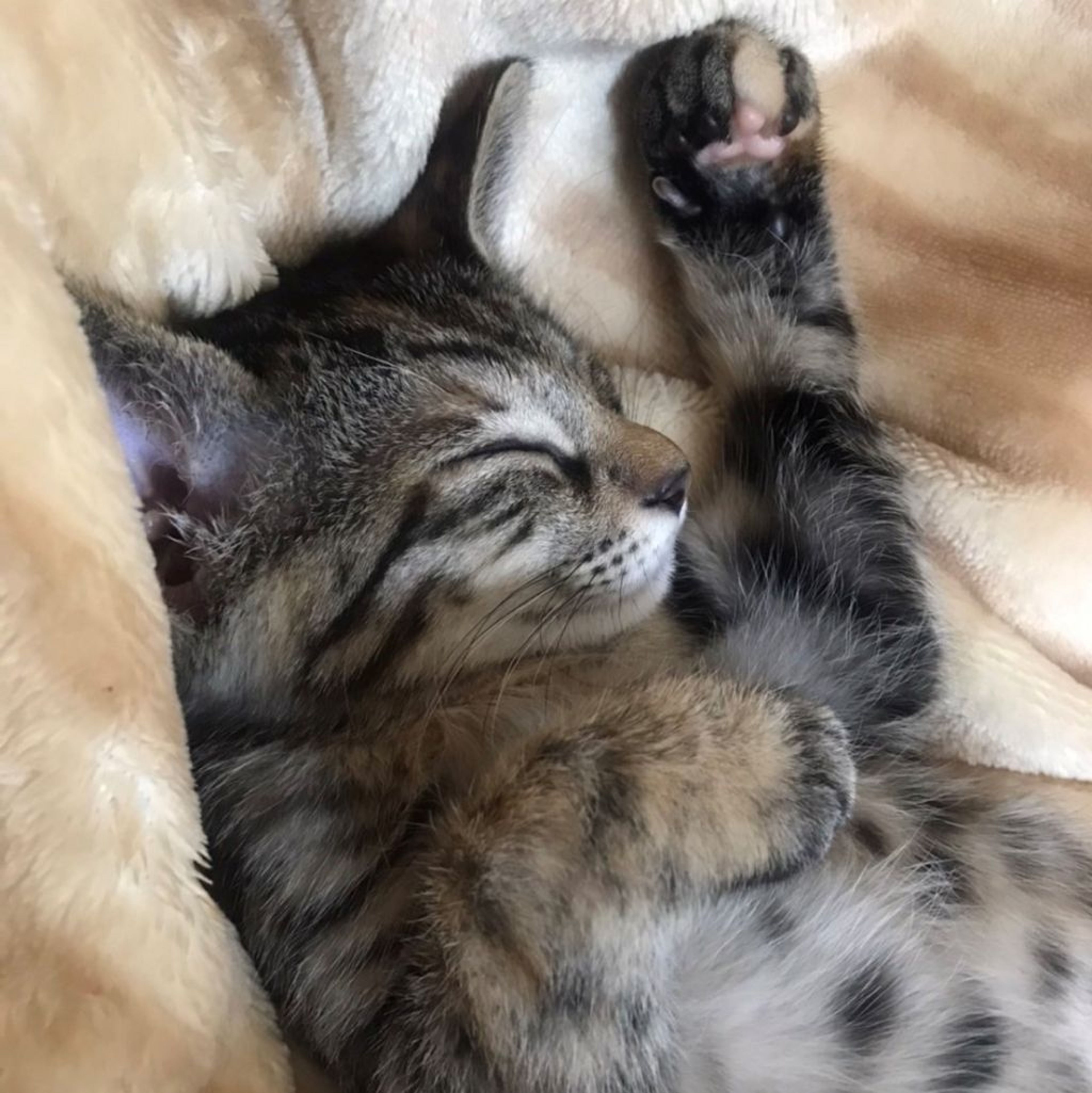 pet-image-5
