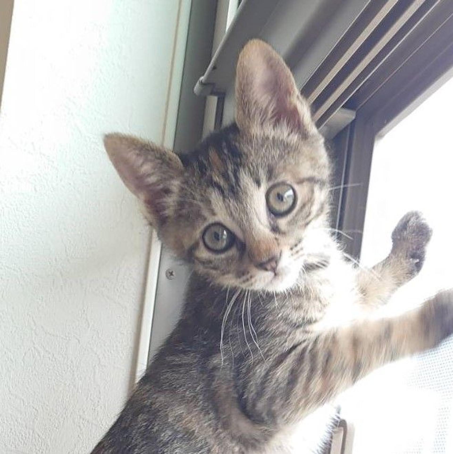 pet-image-7