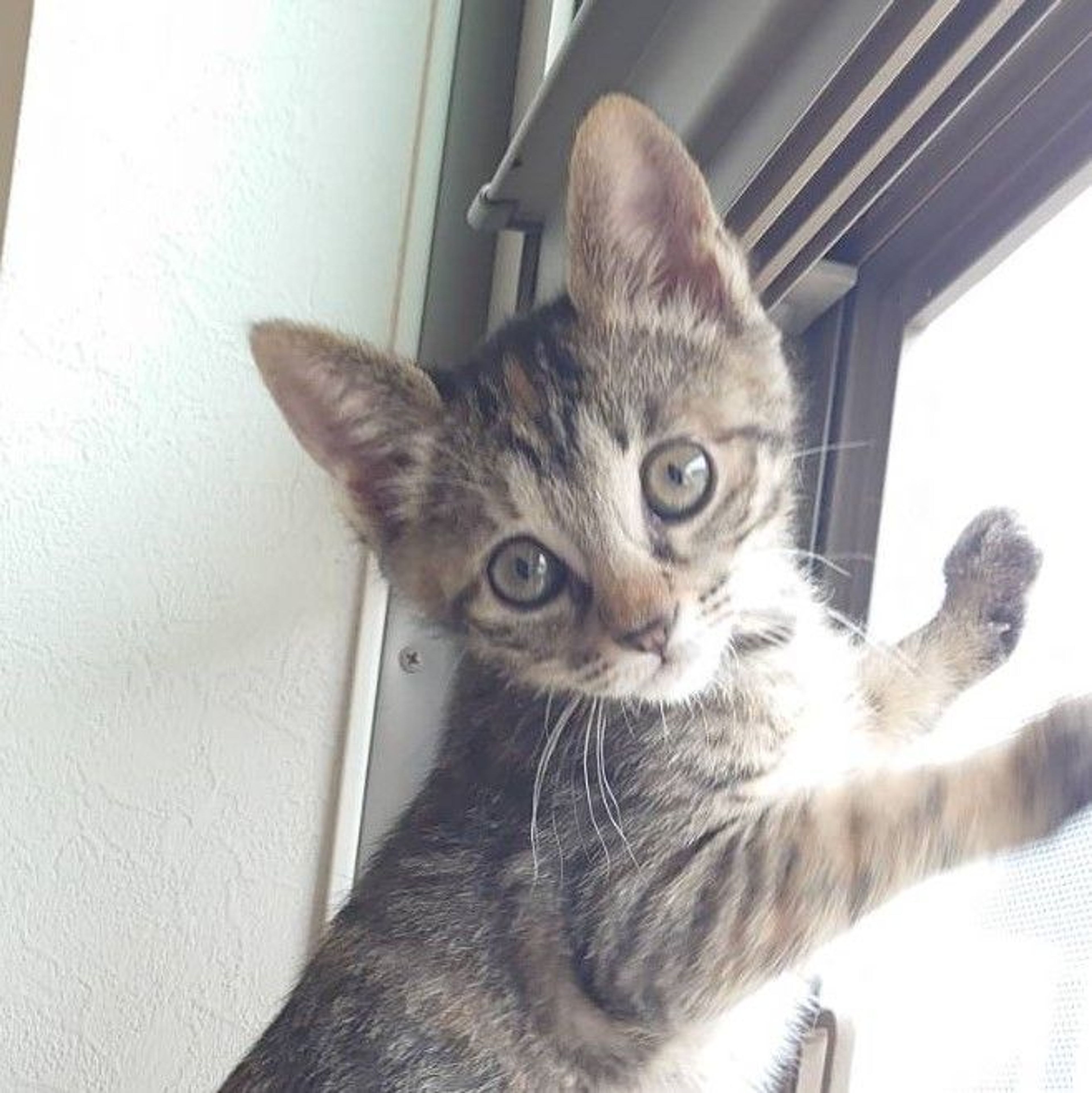 pet-image-7