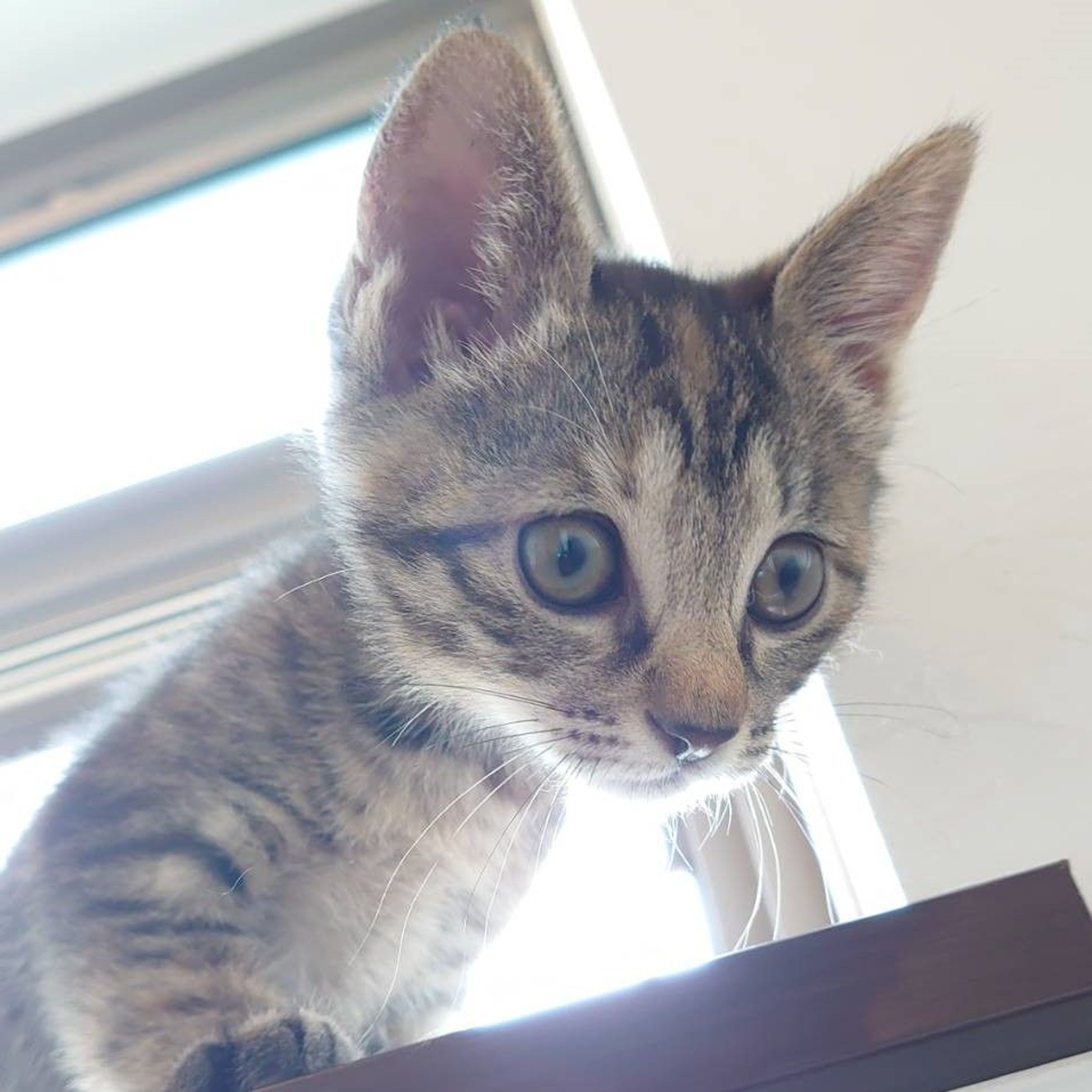 pet-image-8
