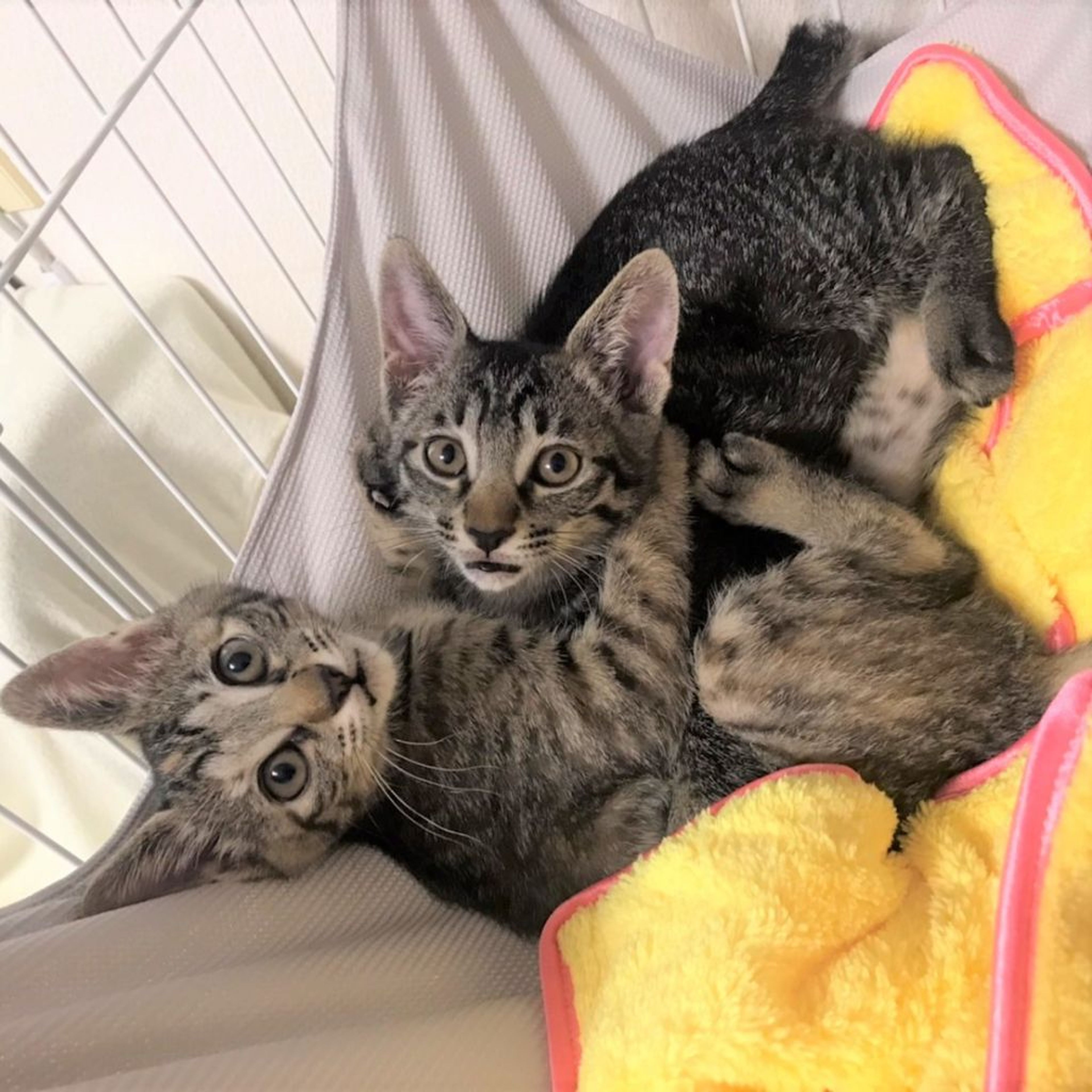 pet-image-9