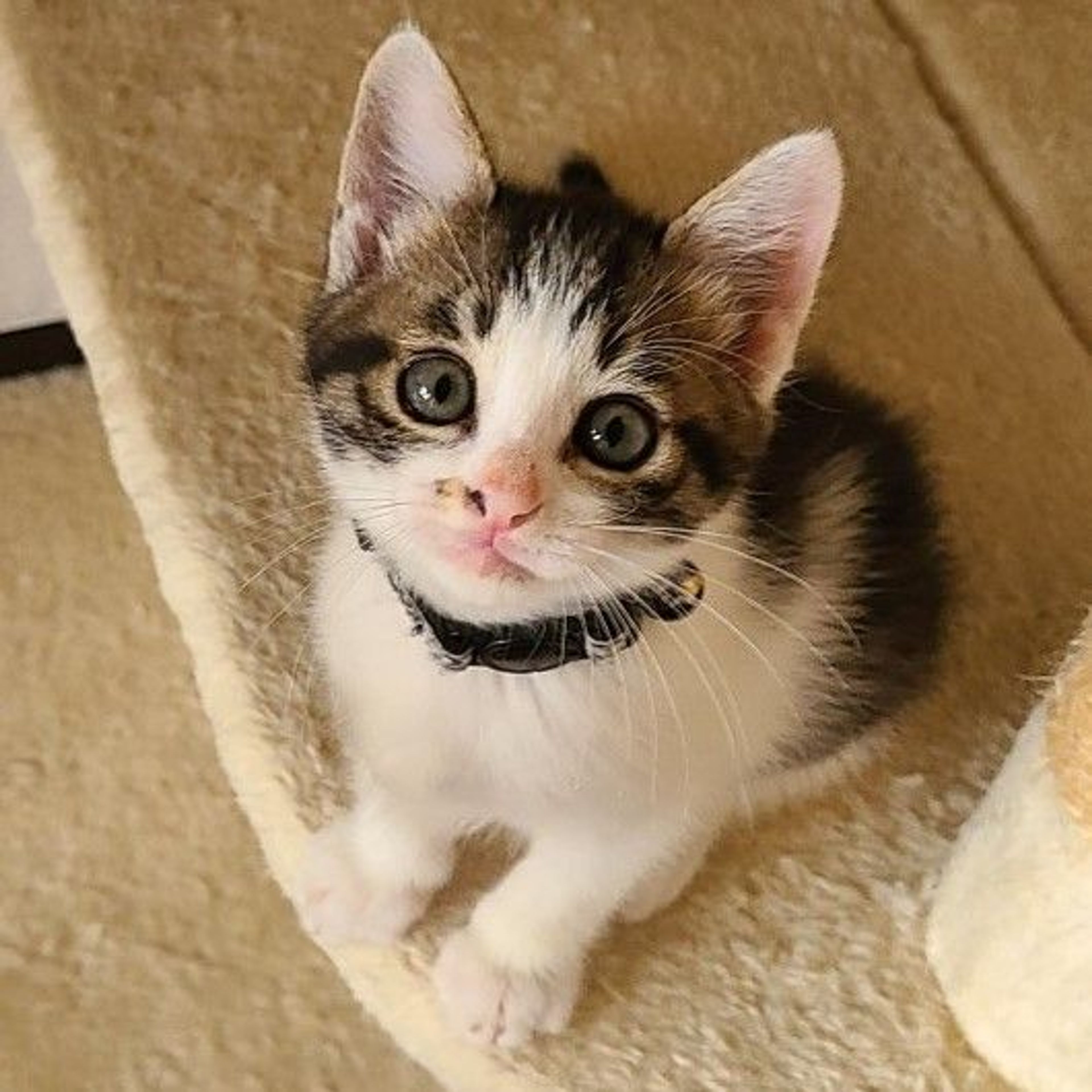 雑種（ミックス猫）・オスの里親募集の写真
