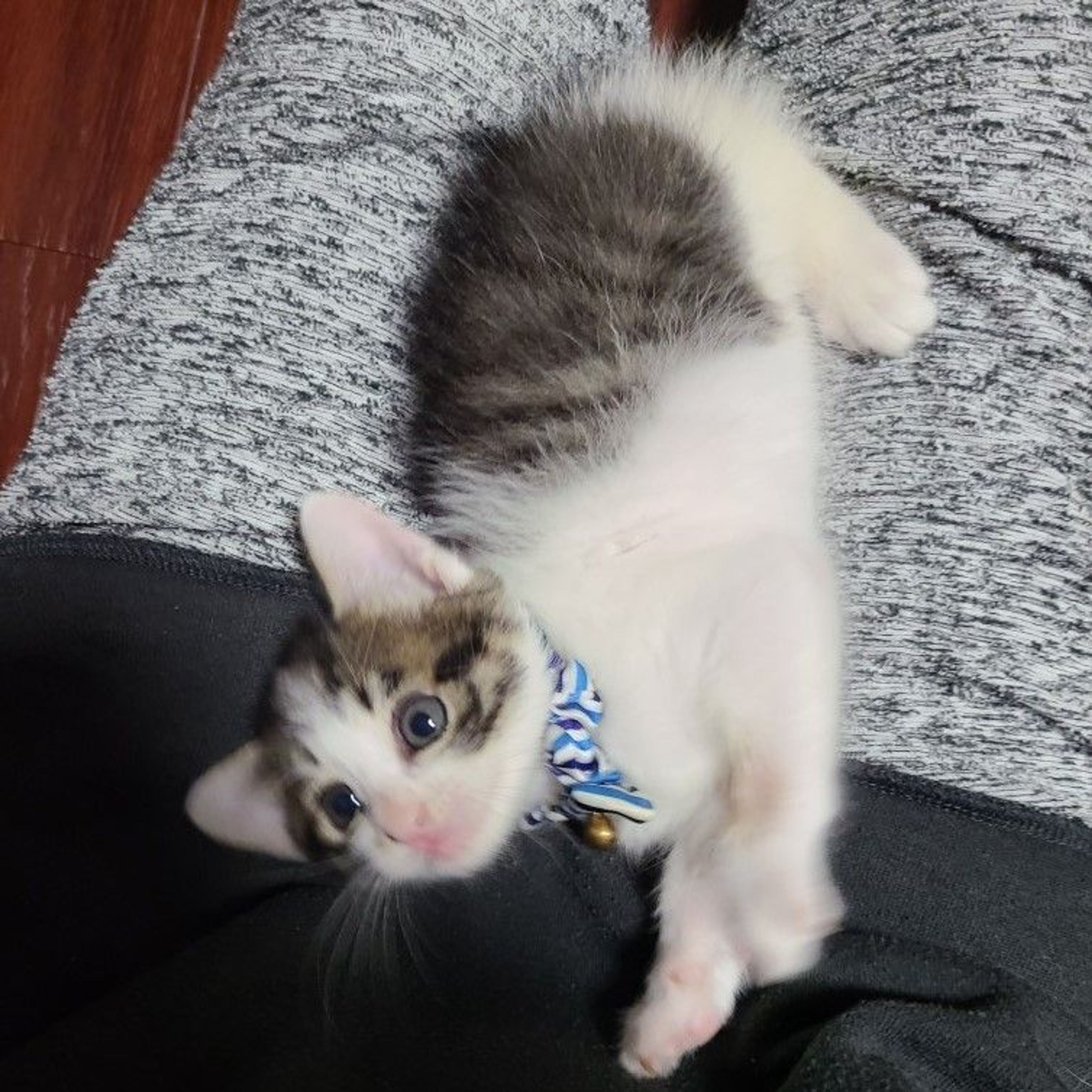 pet-image-4