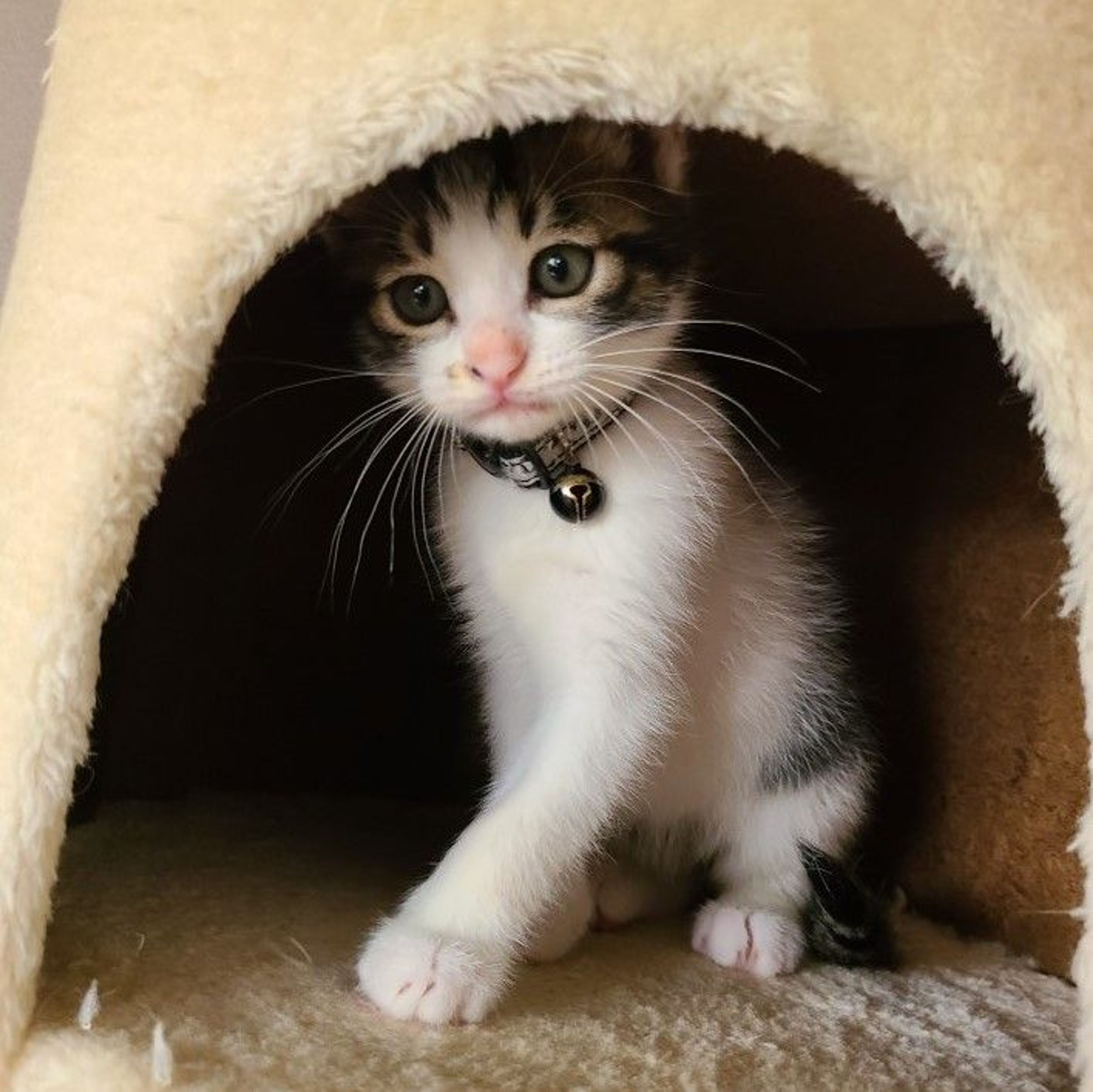 pet-image-5