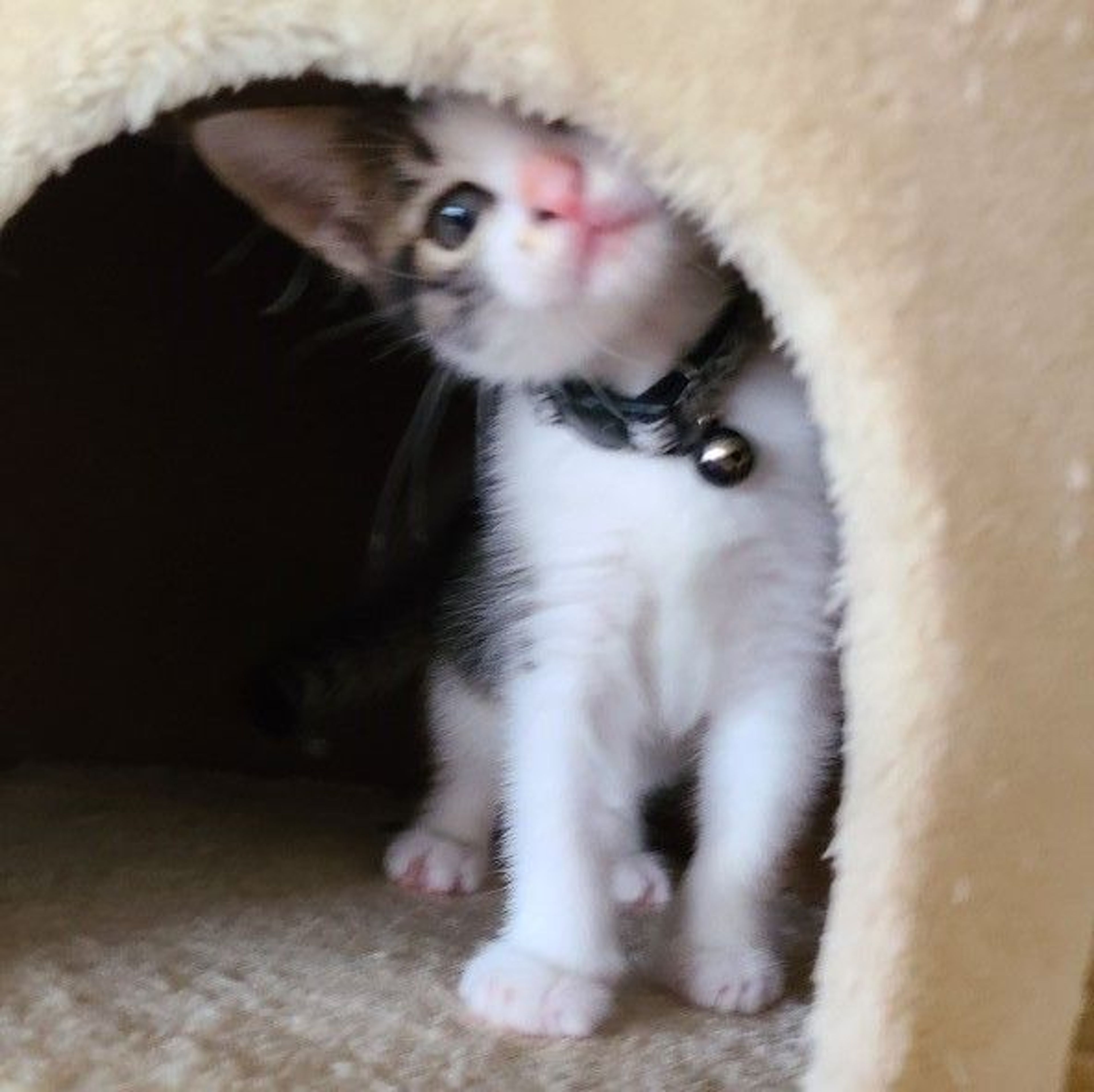 pet-image-6
